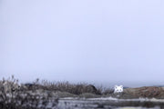 Arctic Fox 030