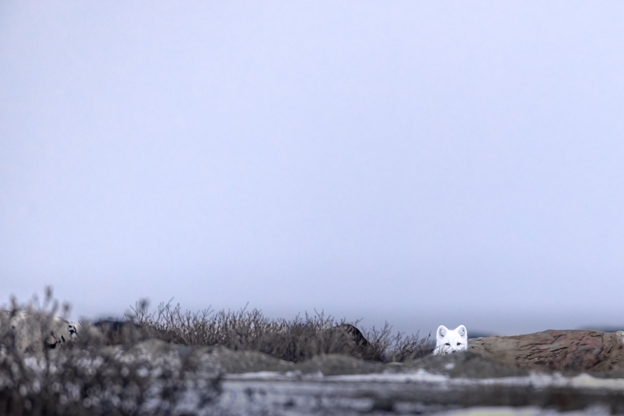 Arctic Fox 030