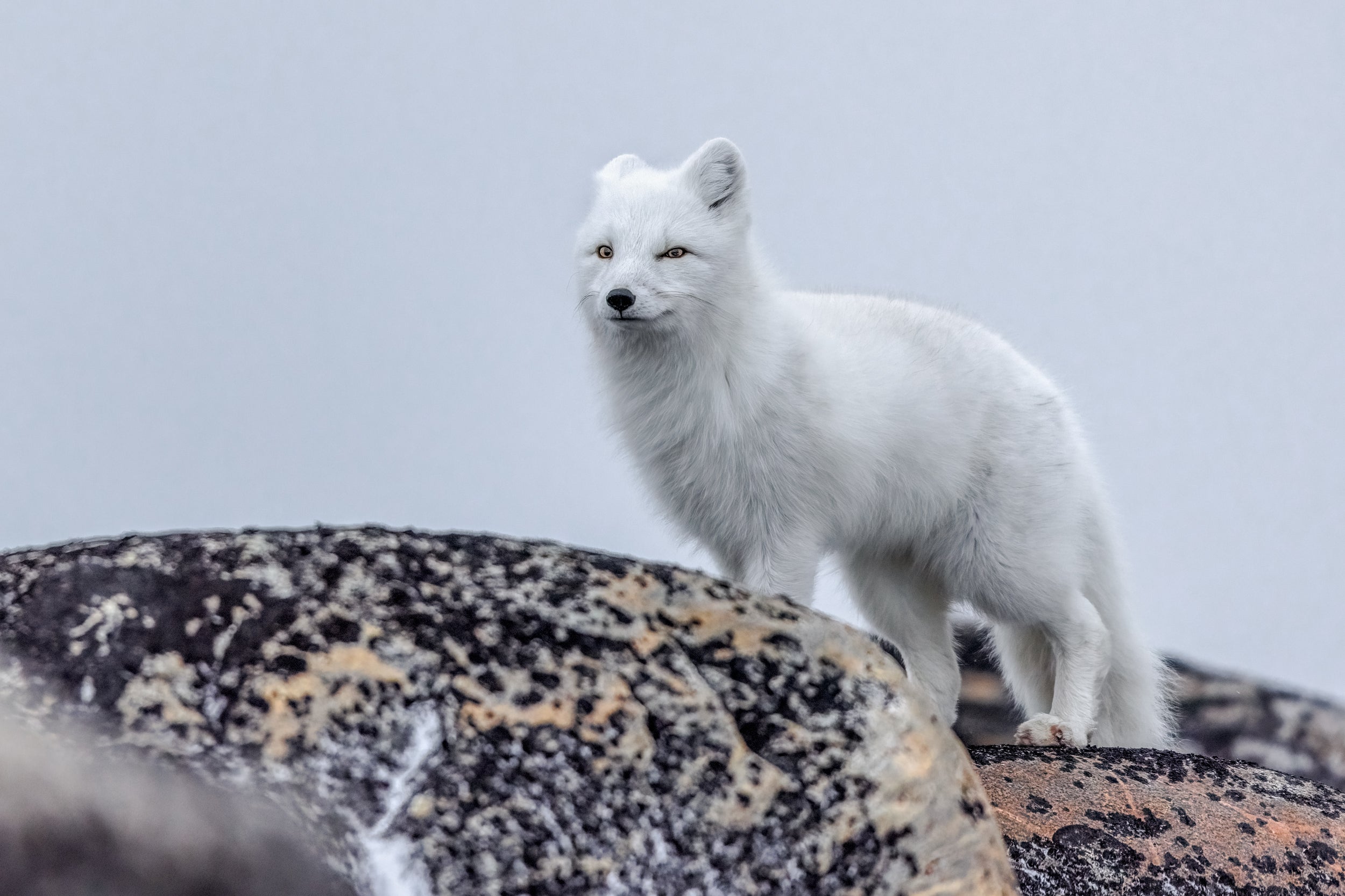 Arctic Fox 031