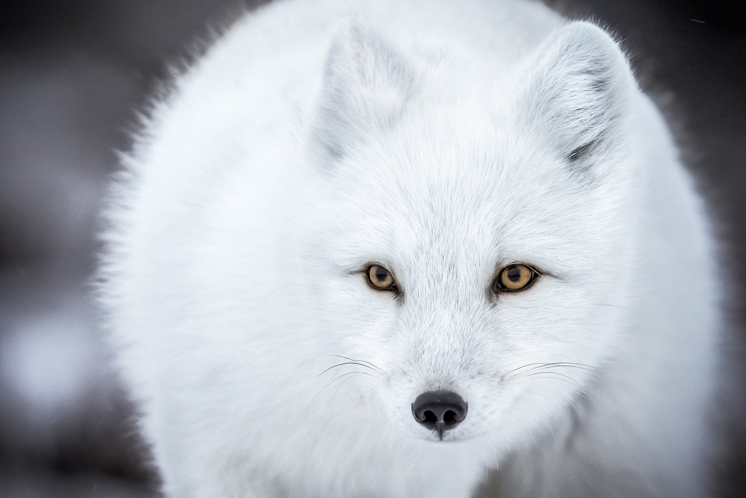 Arctic Fox 034