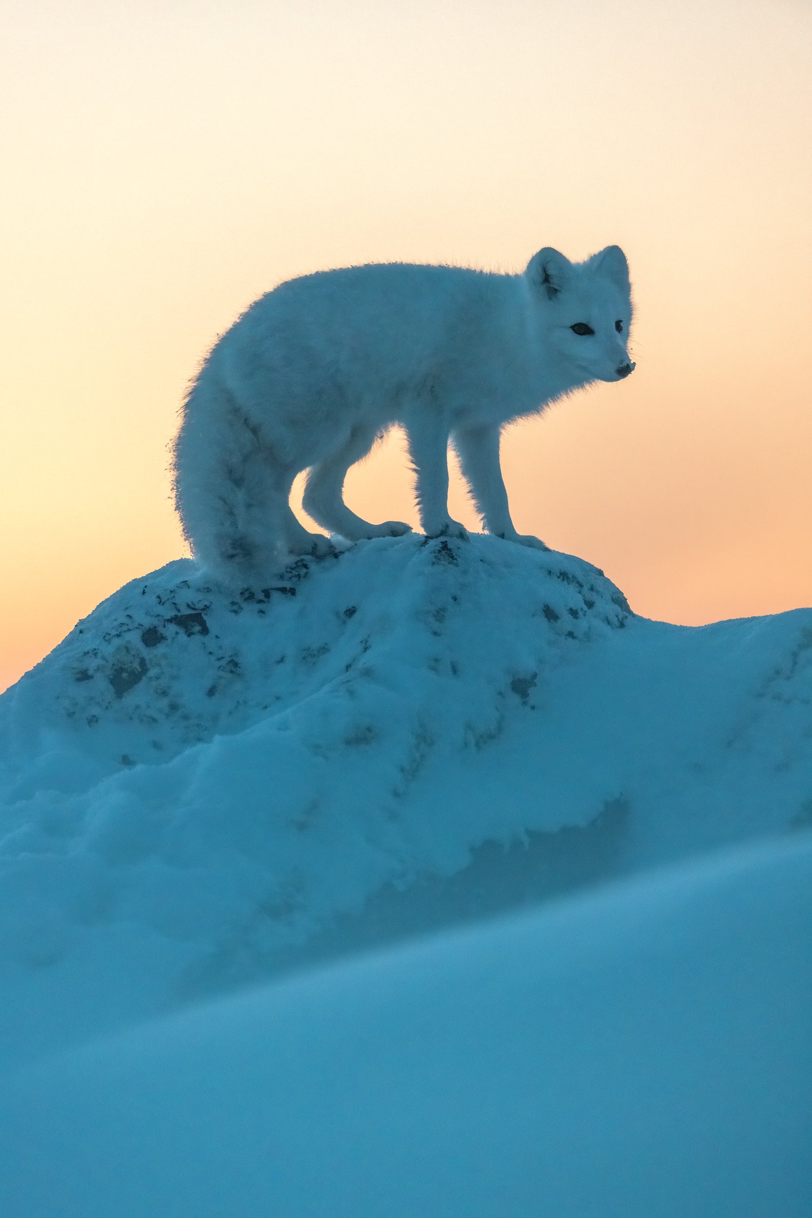 Arctic Fox 035