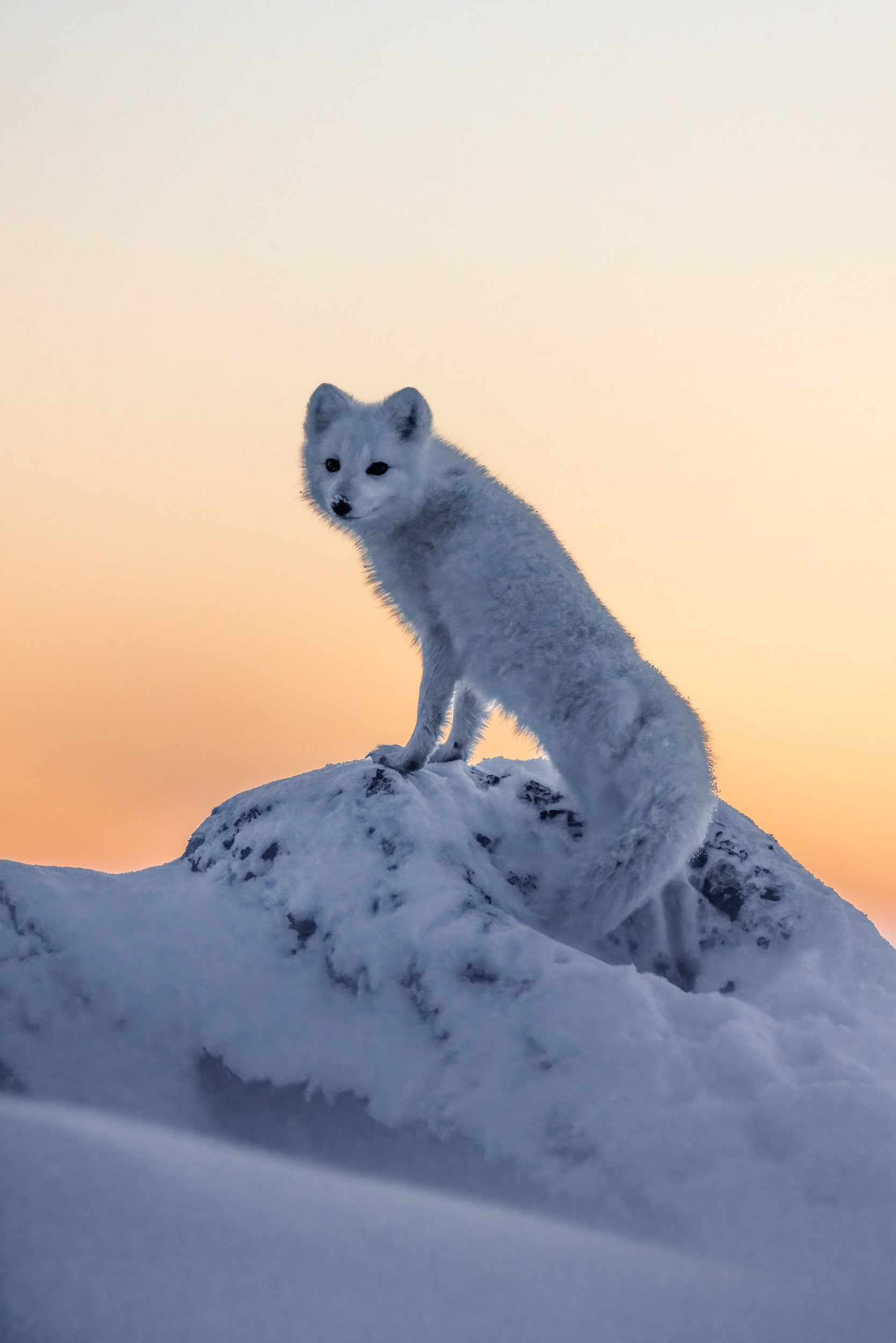 Arctic Fox 036