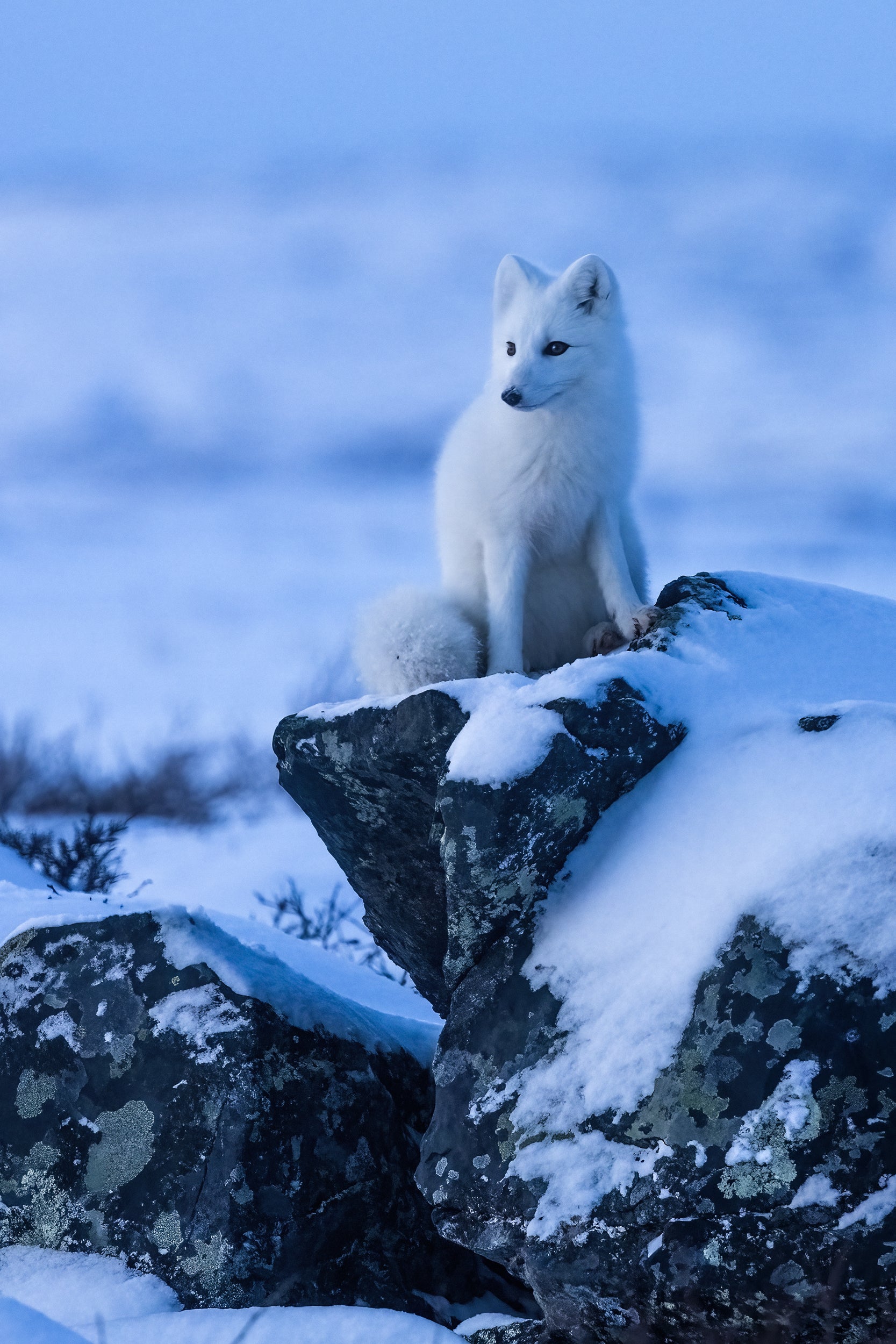 Arctic Fox 037