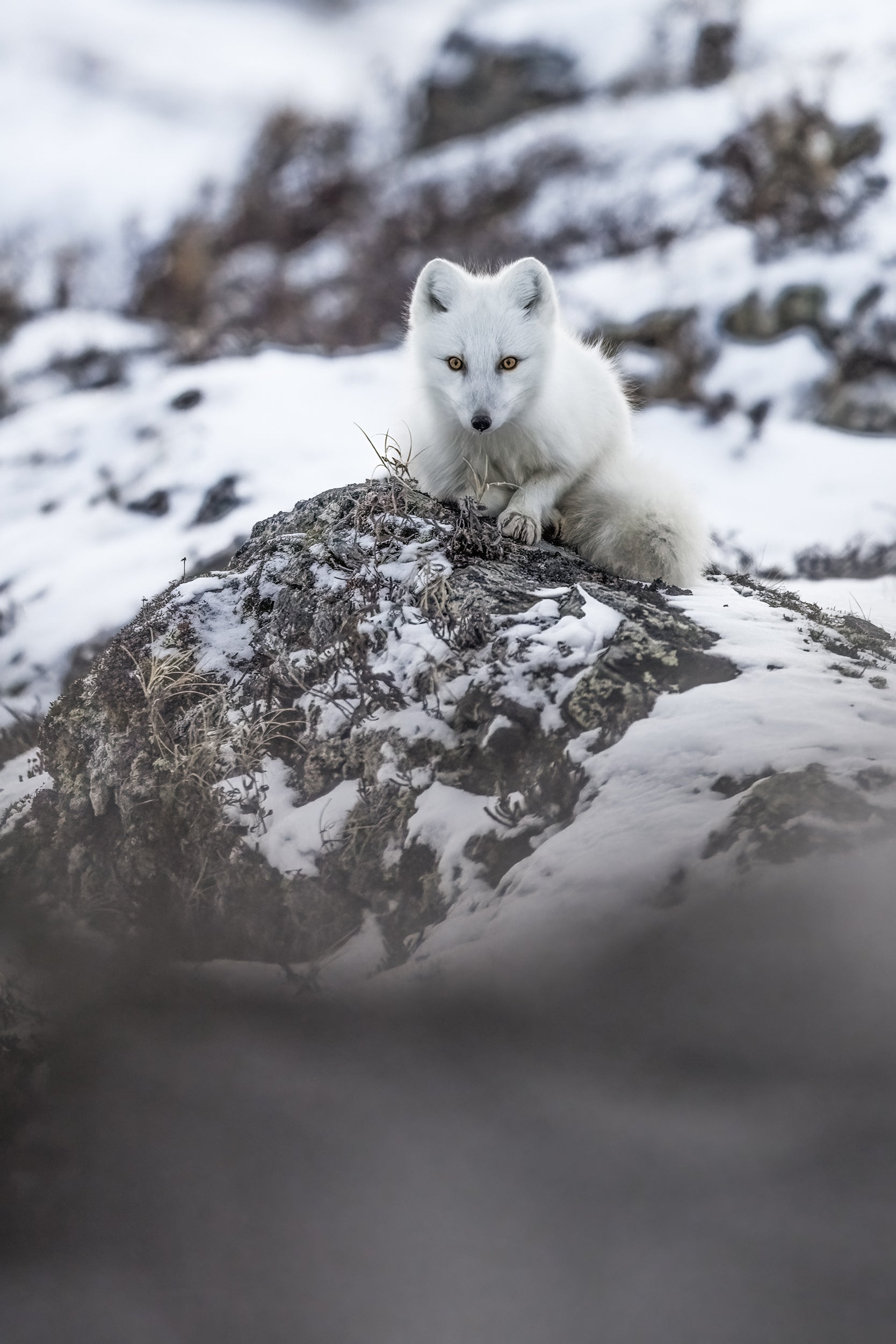 Arctic Fox 040