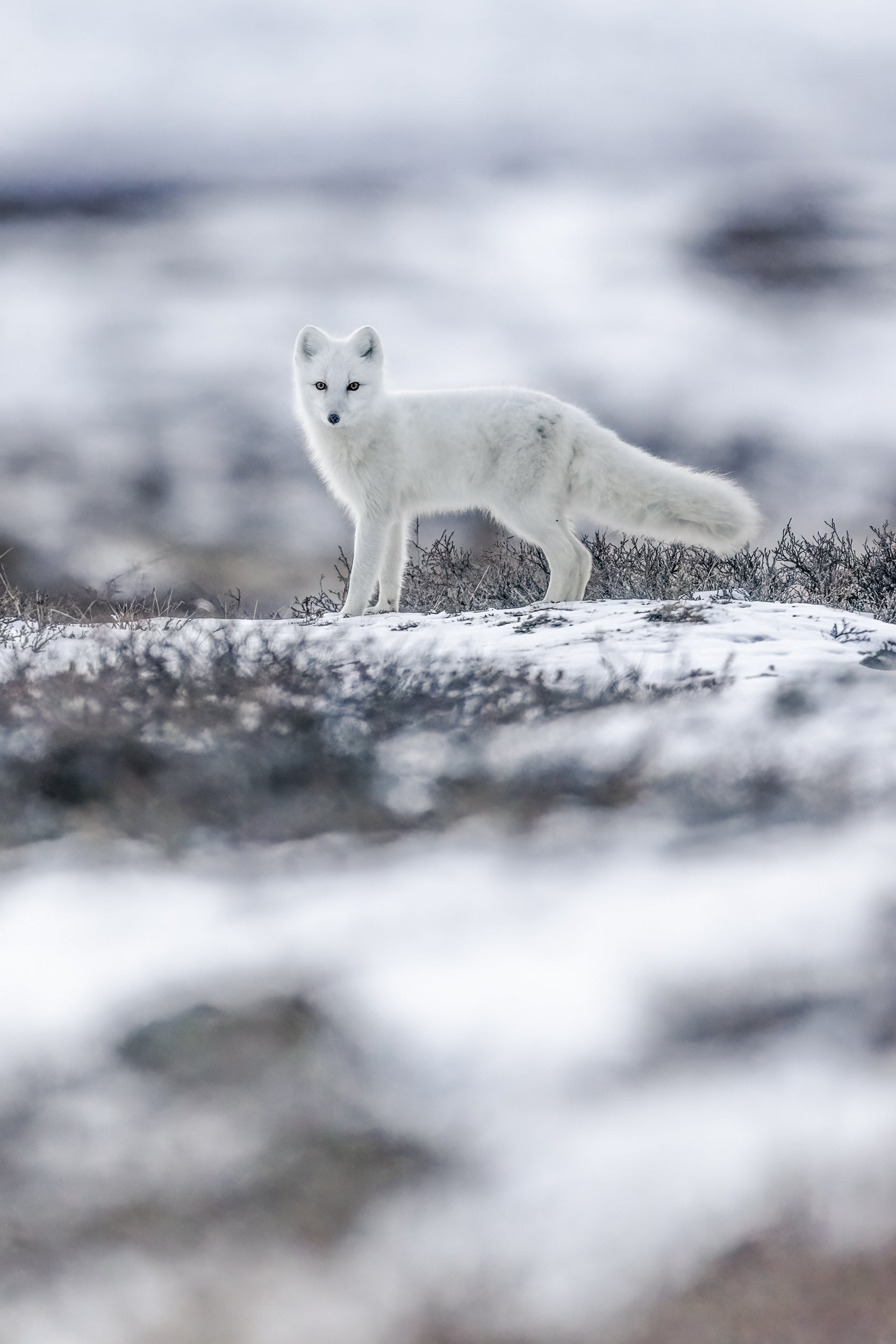 Arctic Fox 041