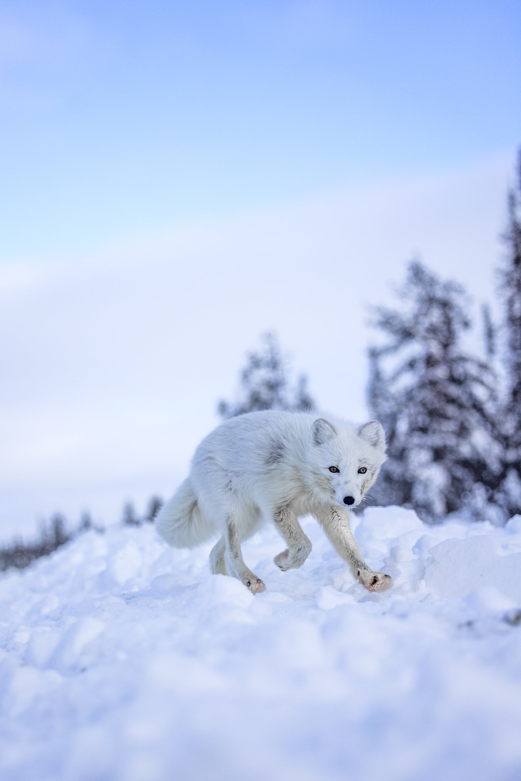 Arctic Fox 042