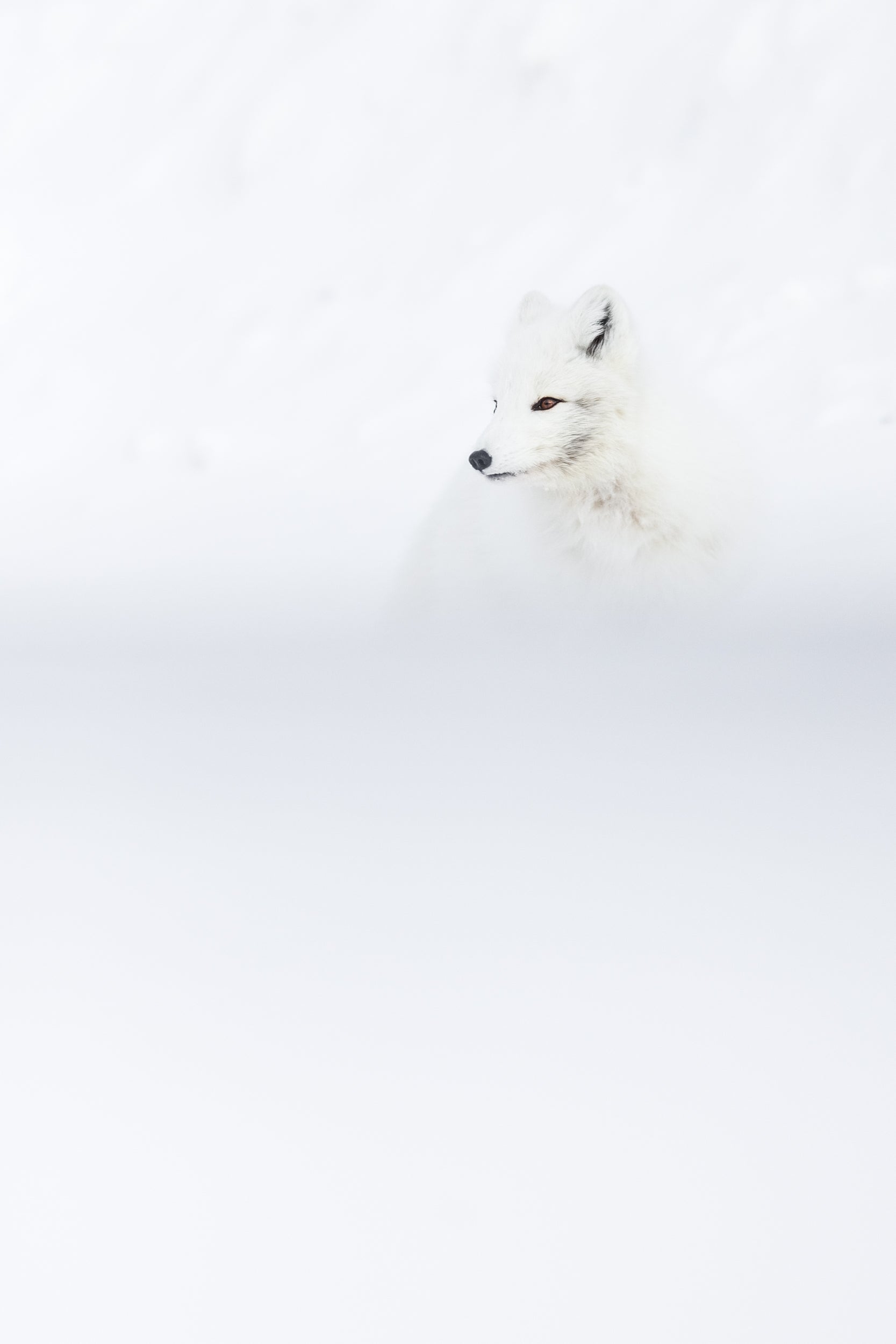 Arctic Fox 045