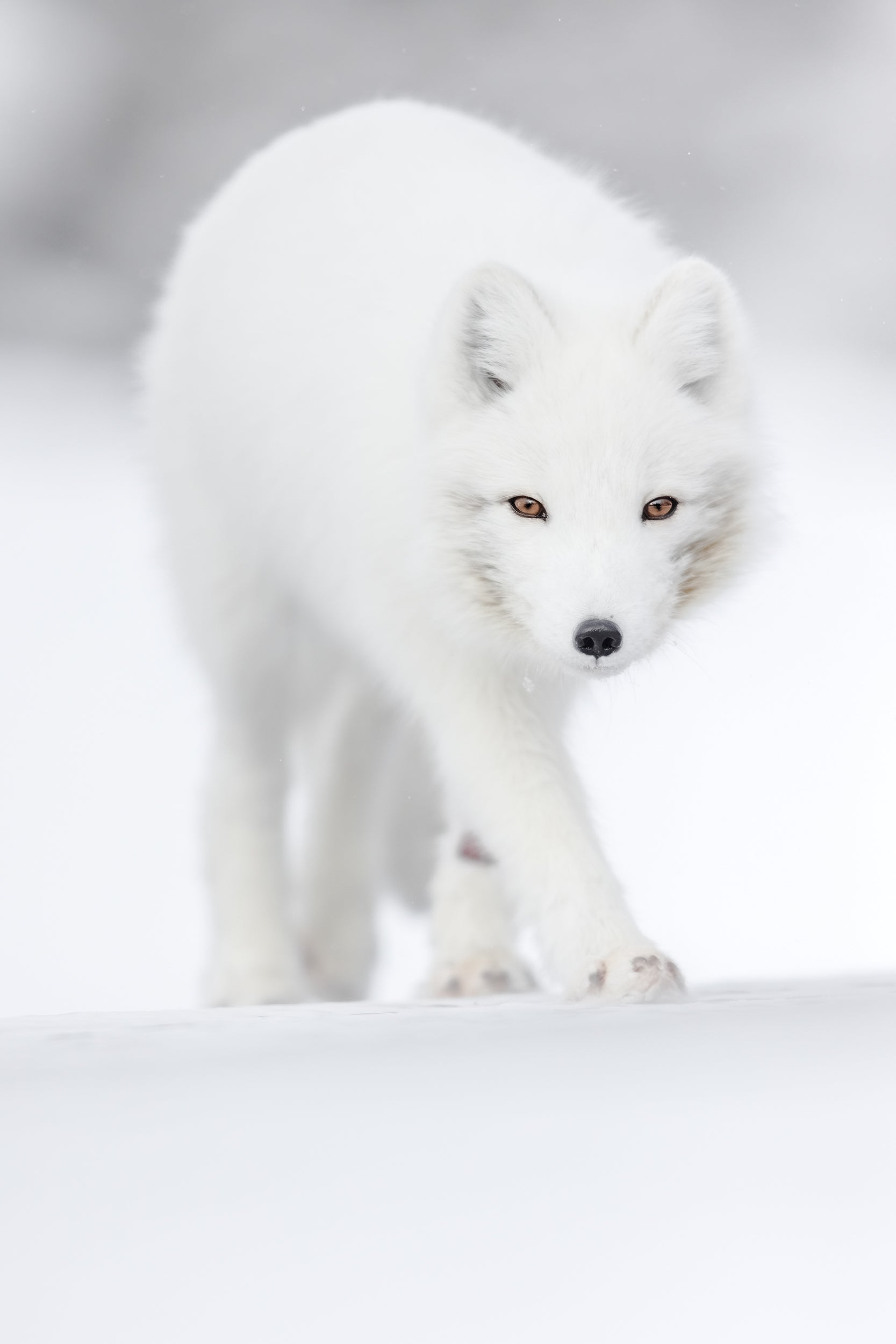 Arctic Fox 046