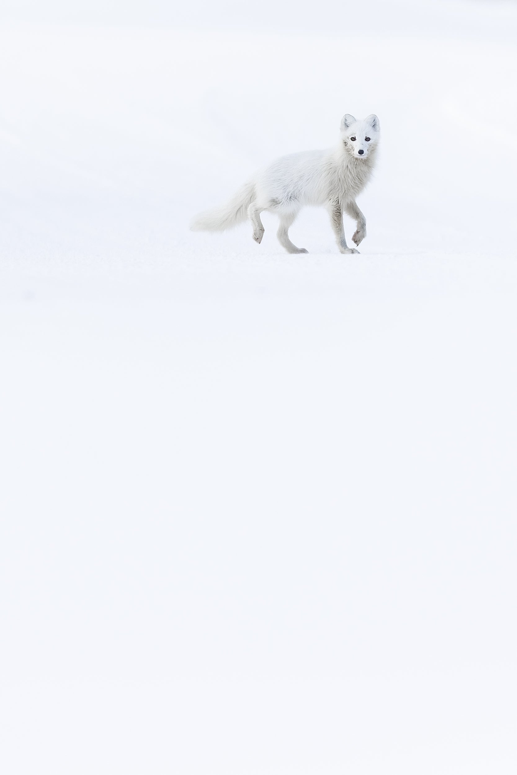Arctic Fox 047