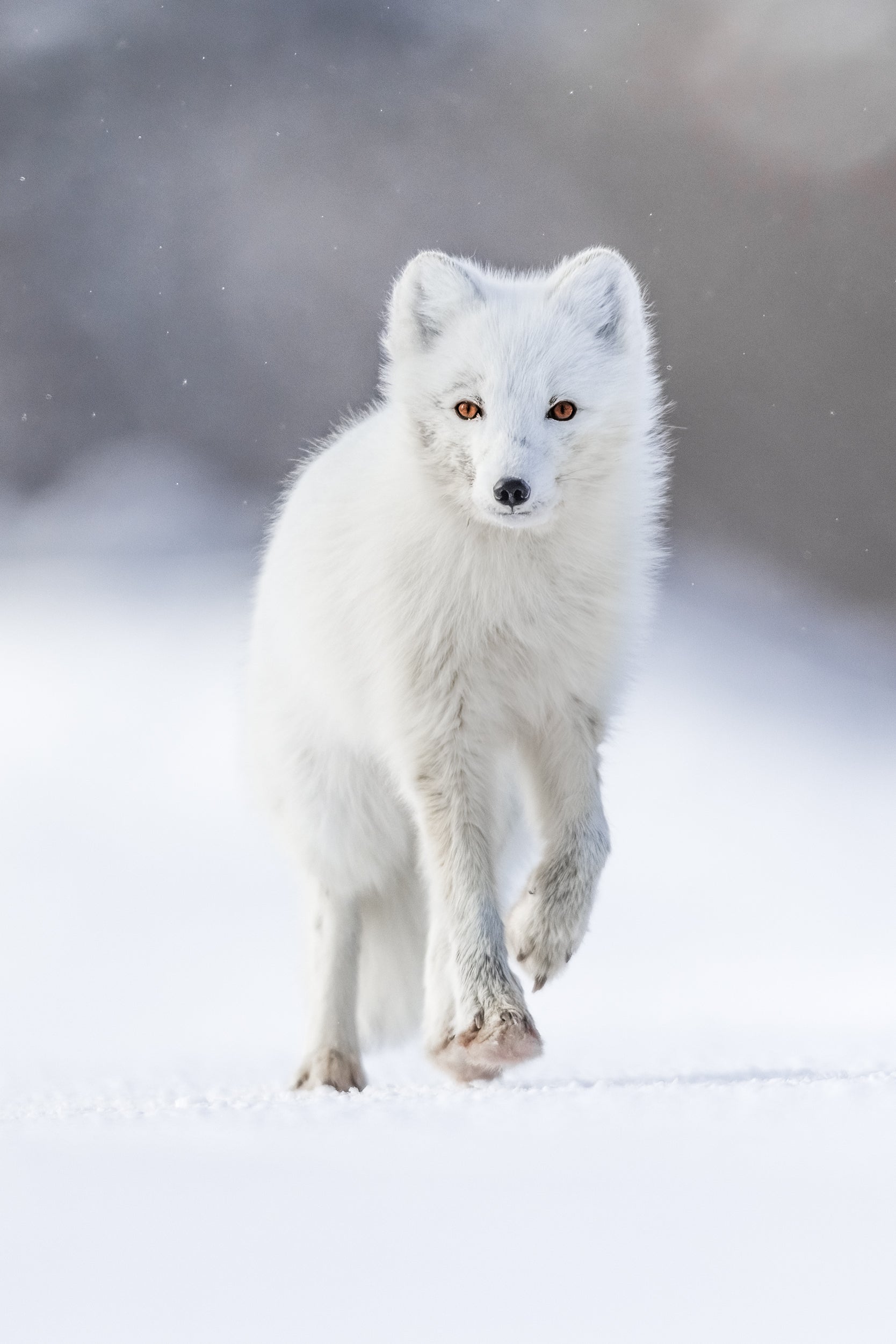 Arctic Fox 048