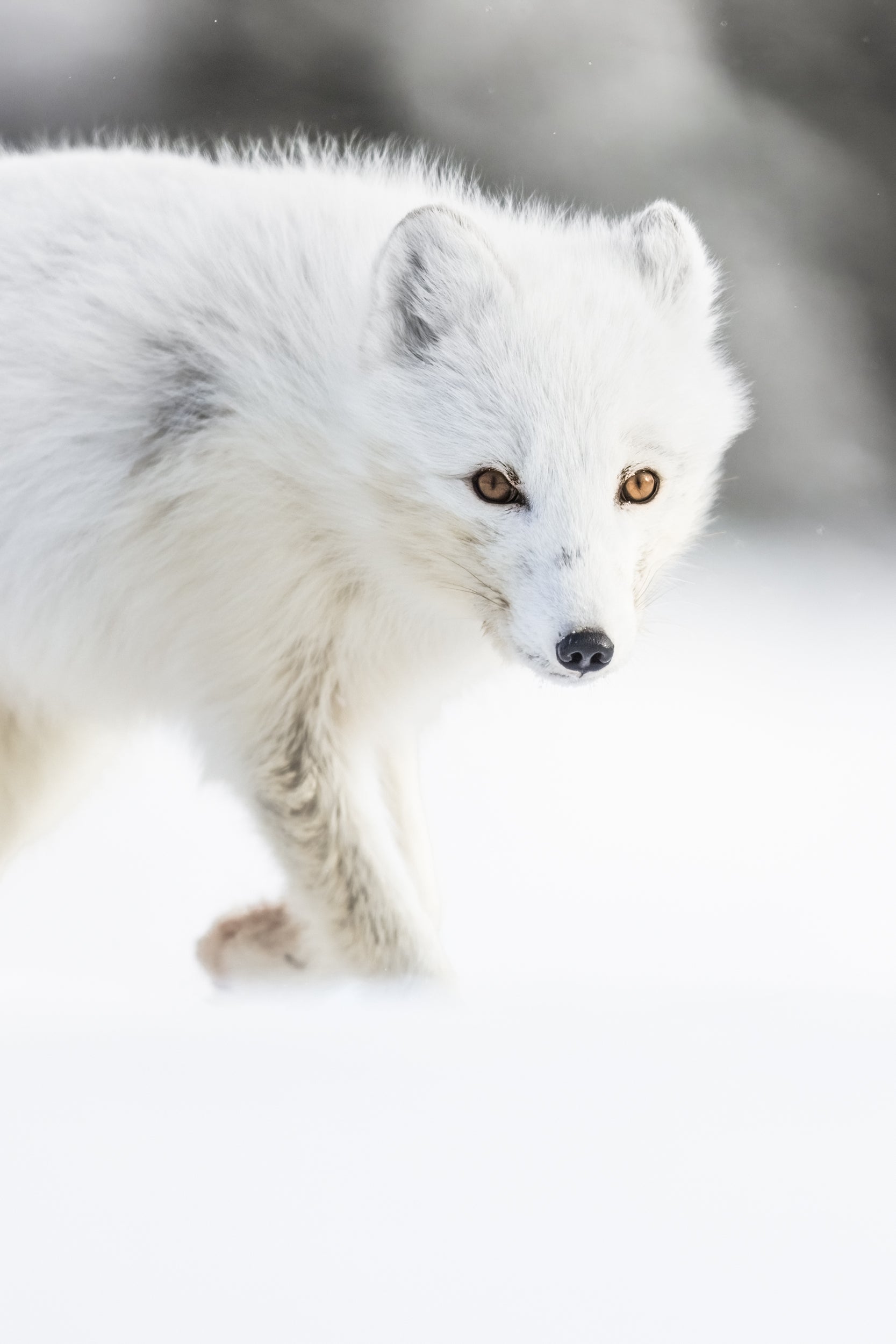 Arctic Fox 050