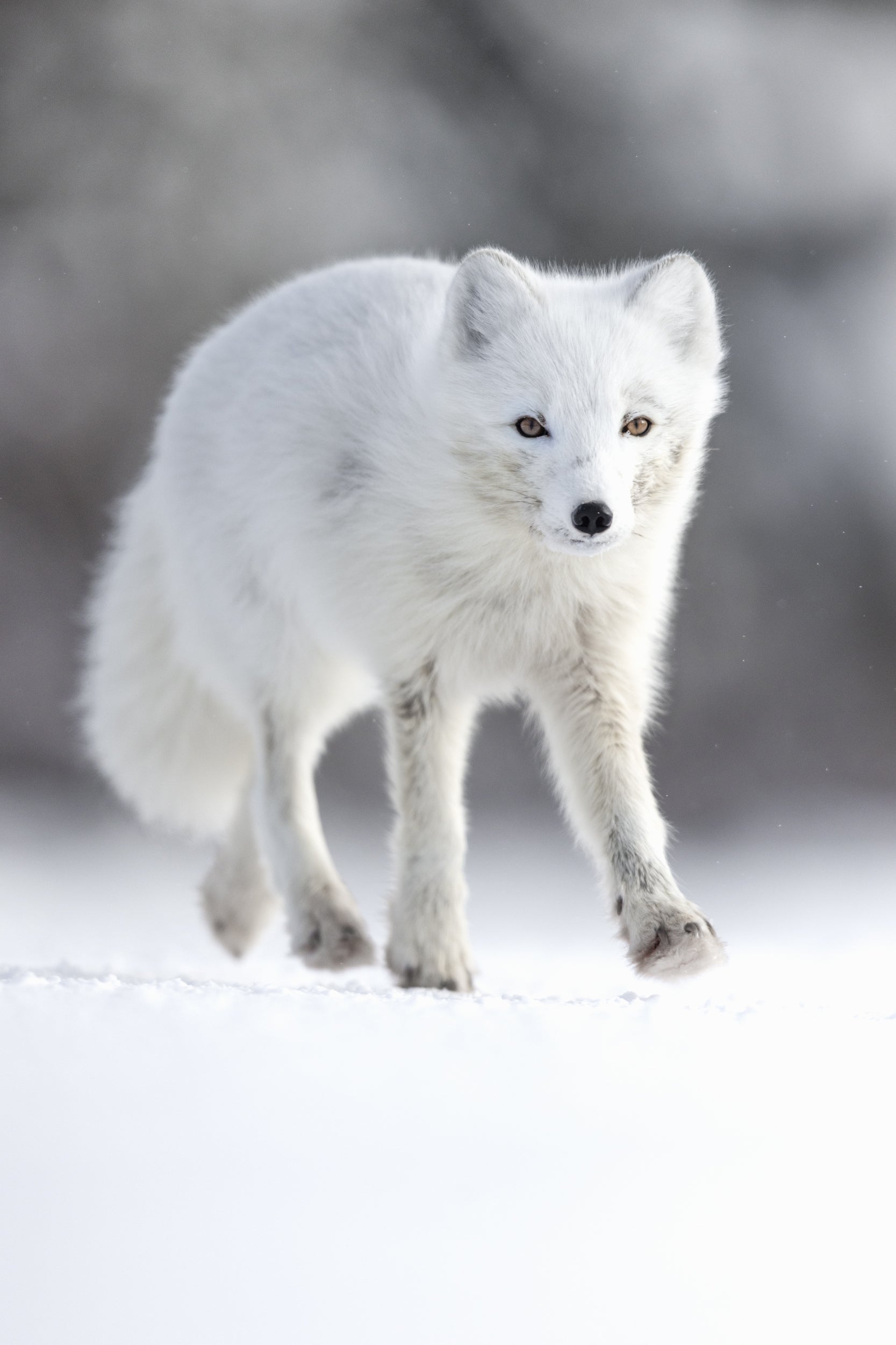 Arctic Fox 051