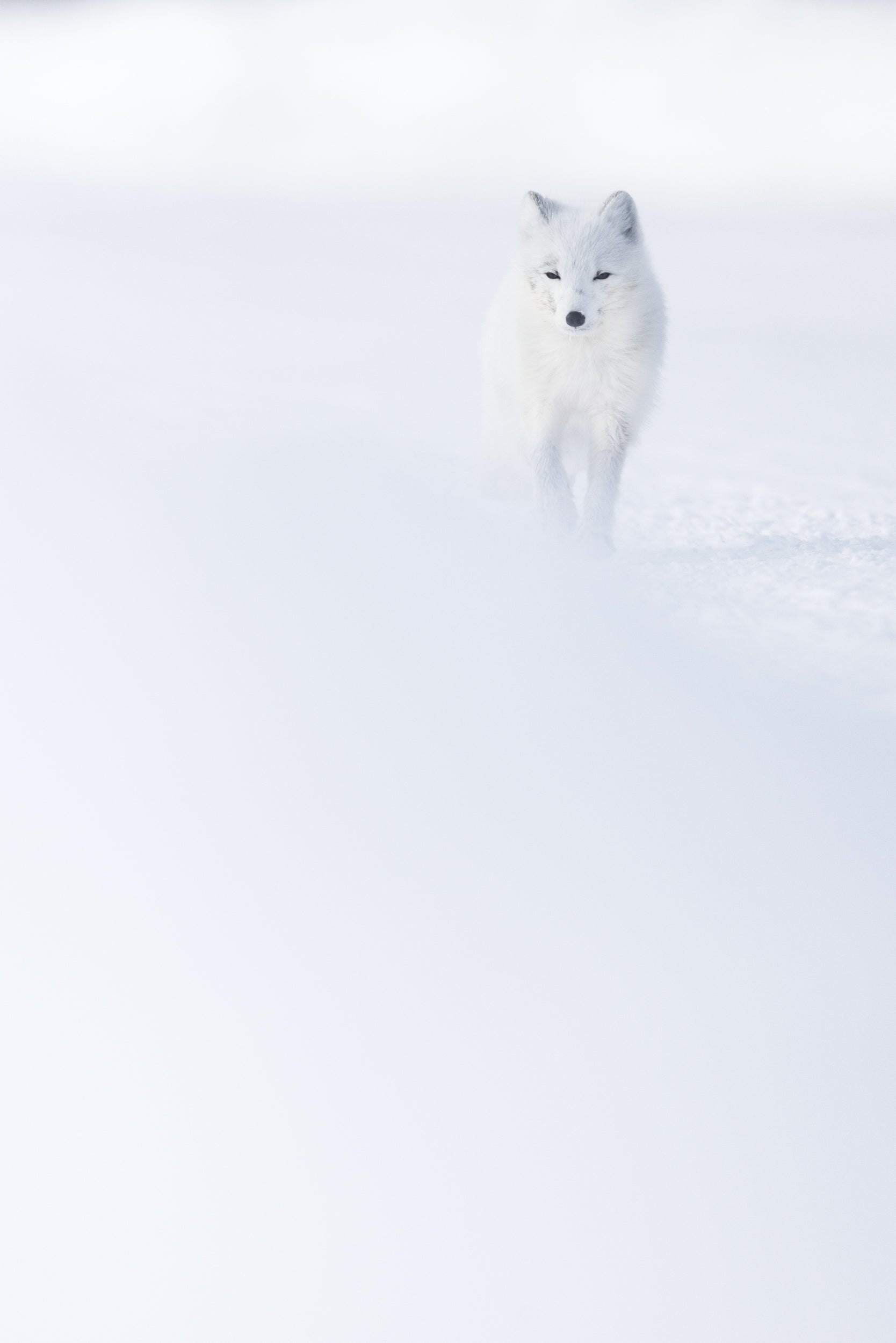 Arctic Fox 052