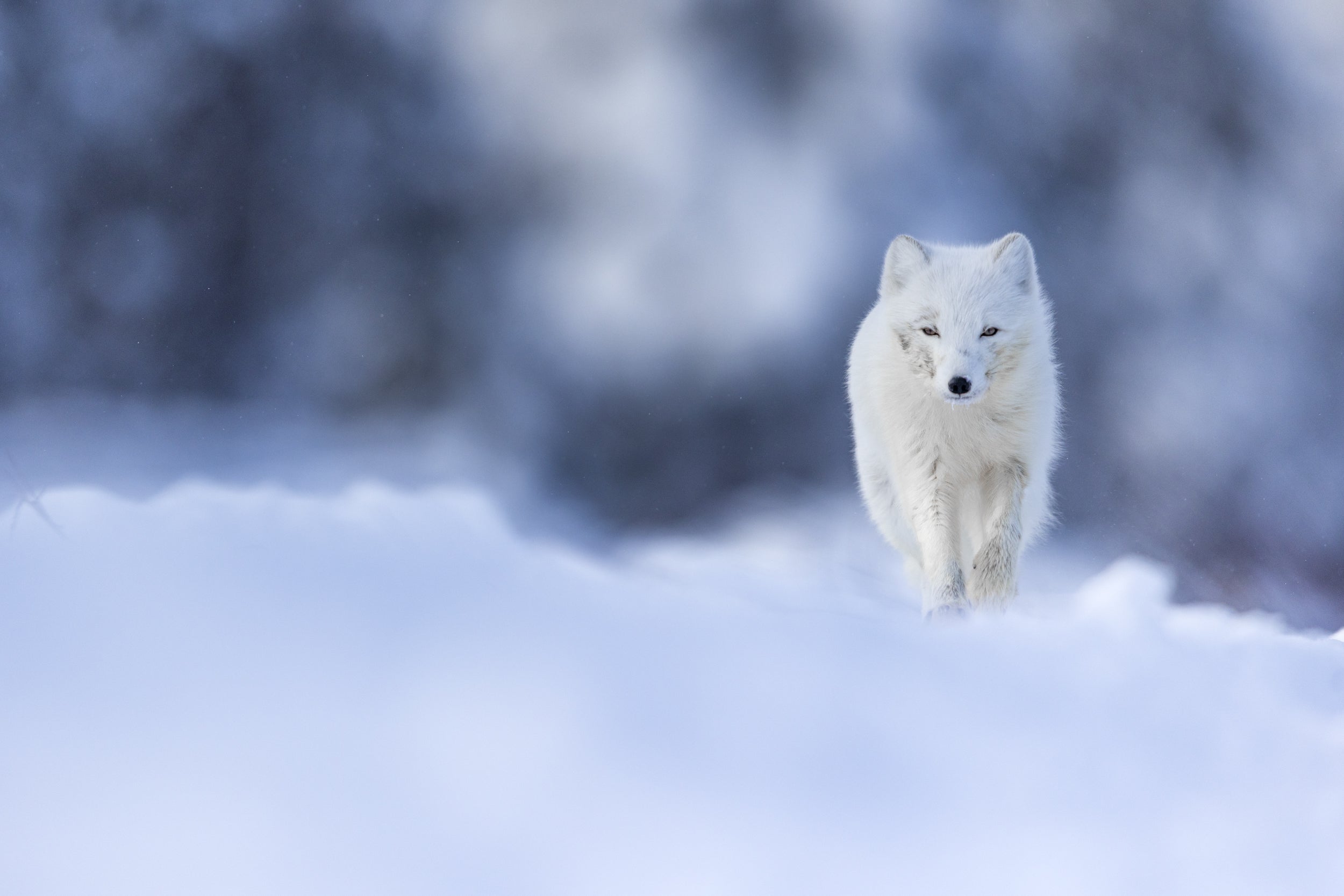 Arctic Fox 053