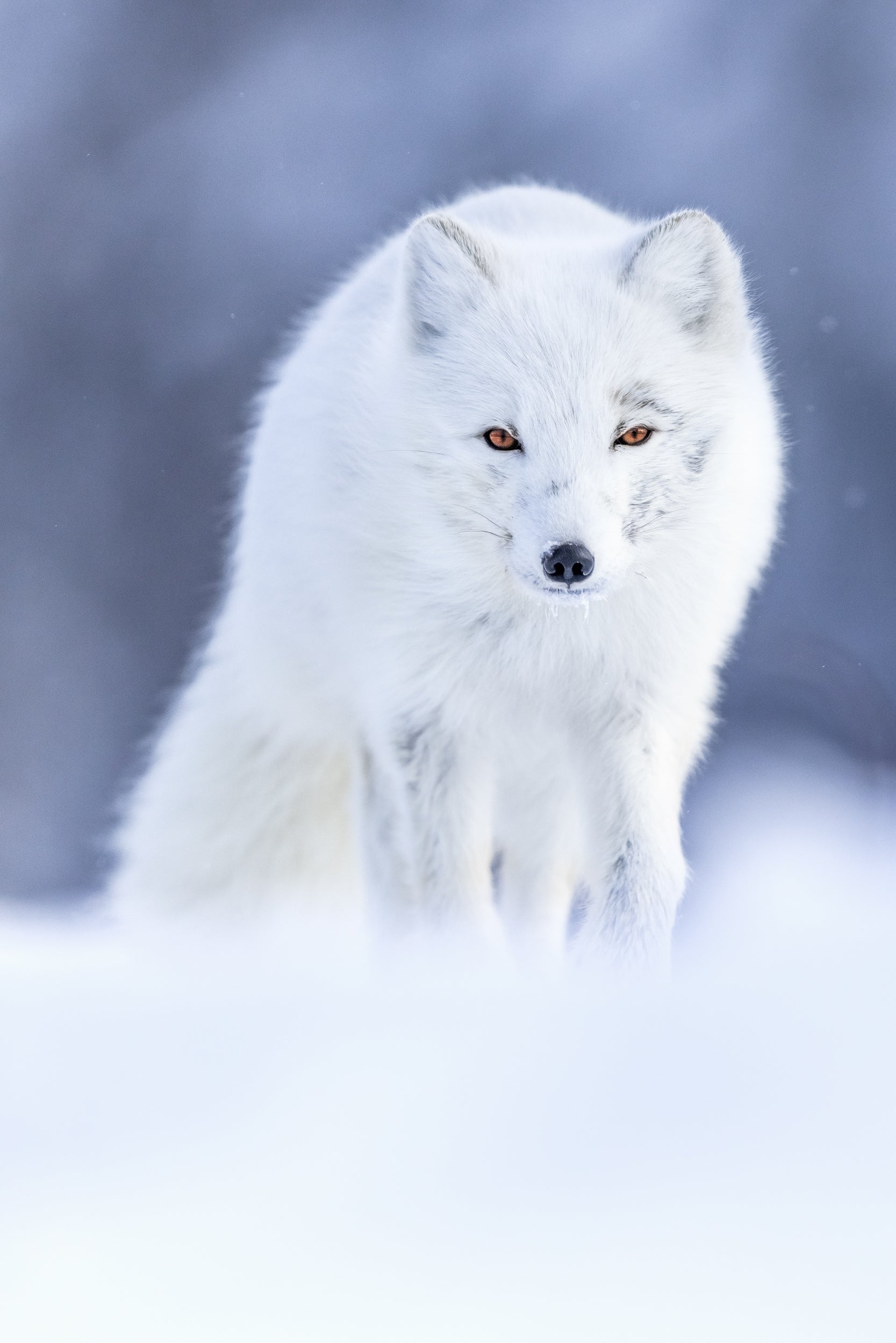 Arctic Fox 054