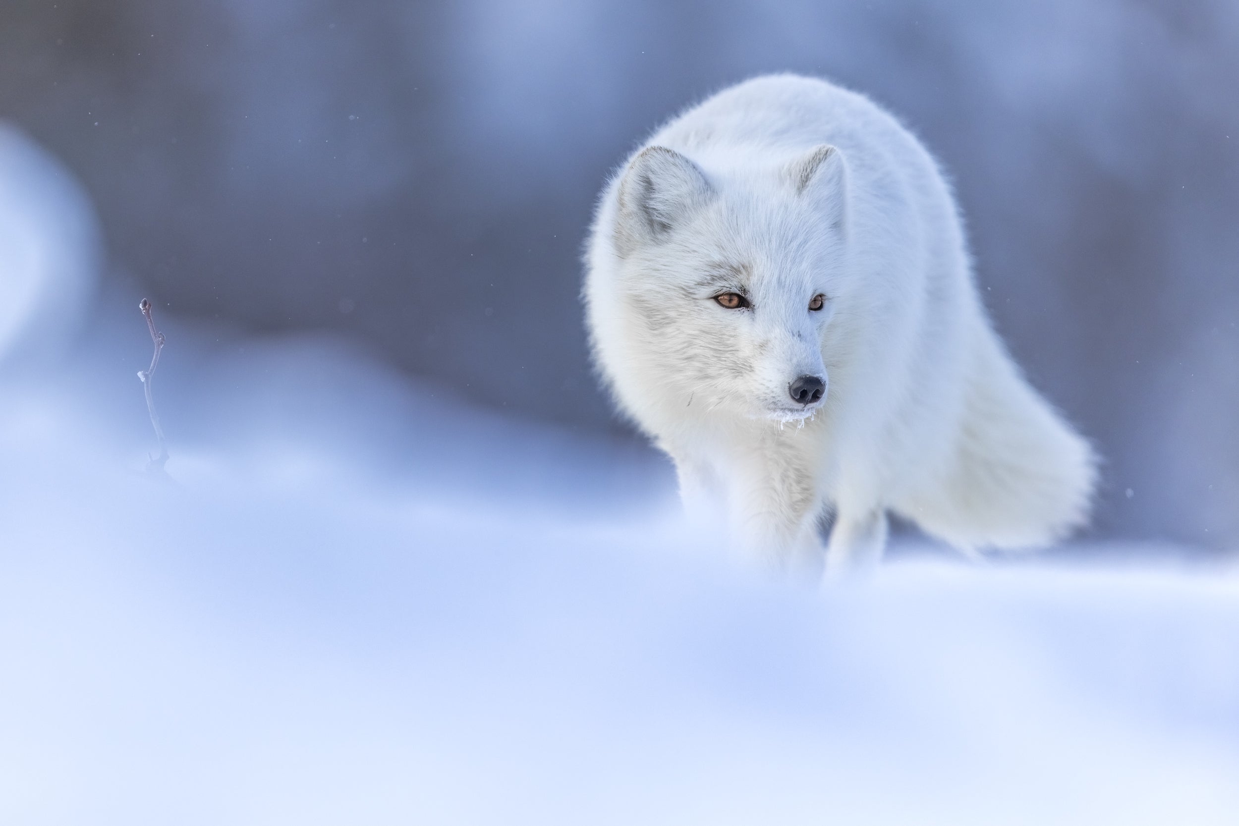 Arctic Fox 055
