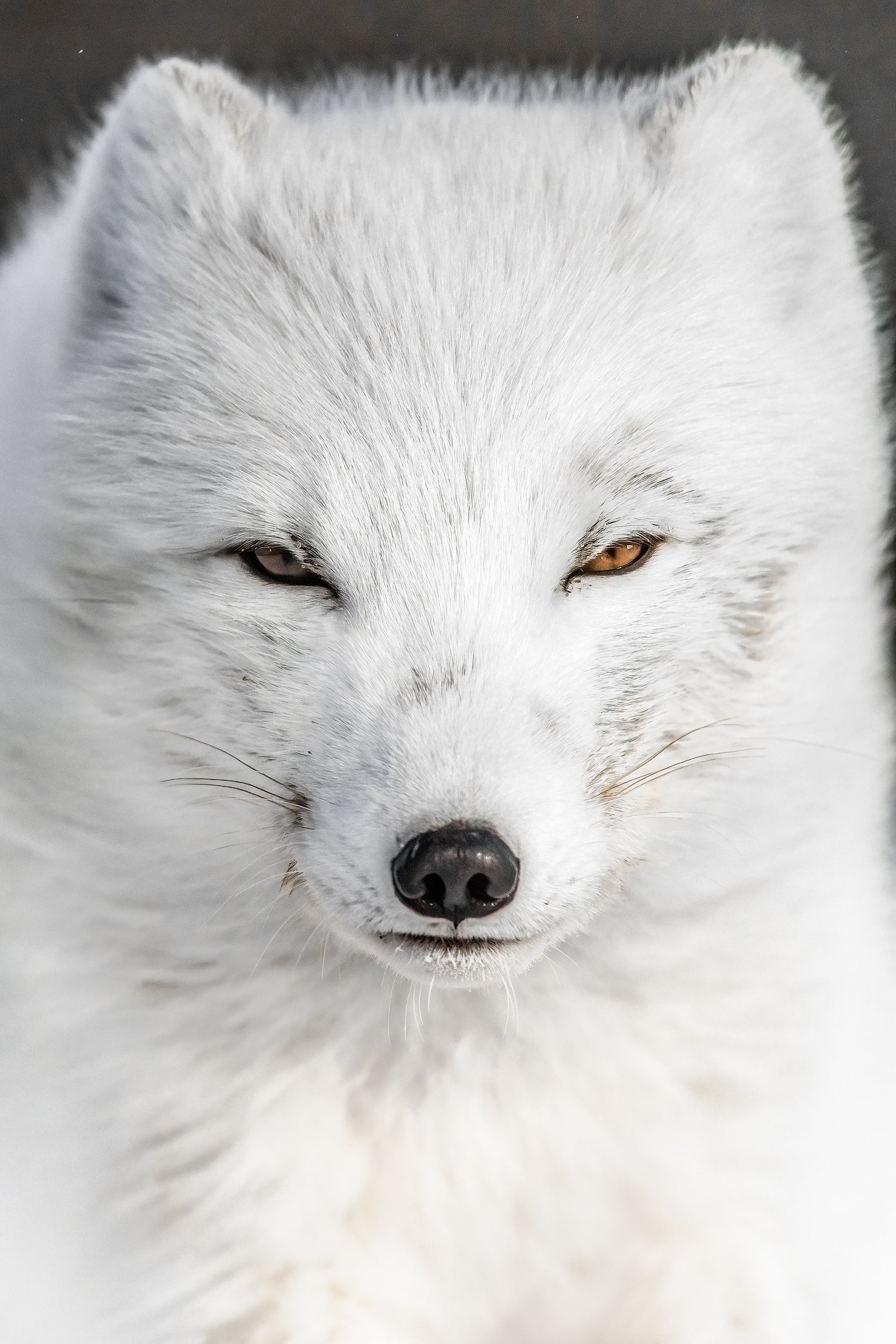 Arctic Fox 056