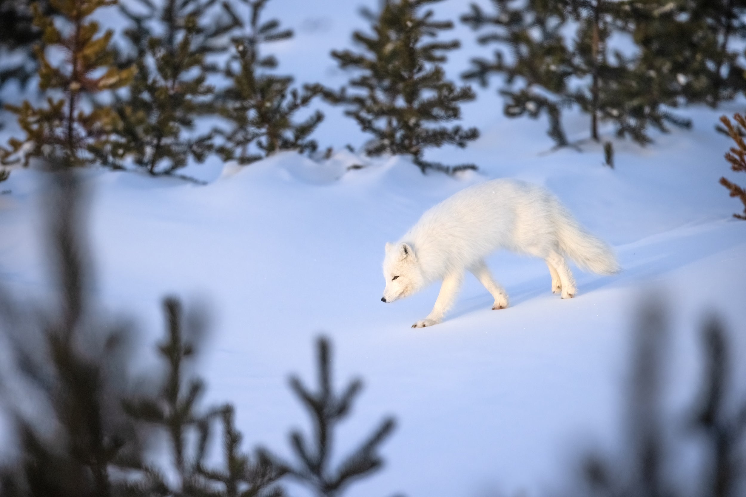 Arctic Fox 057