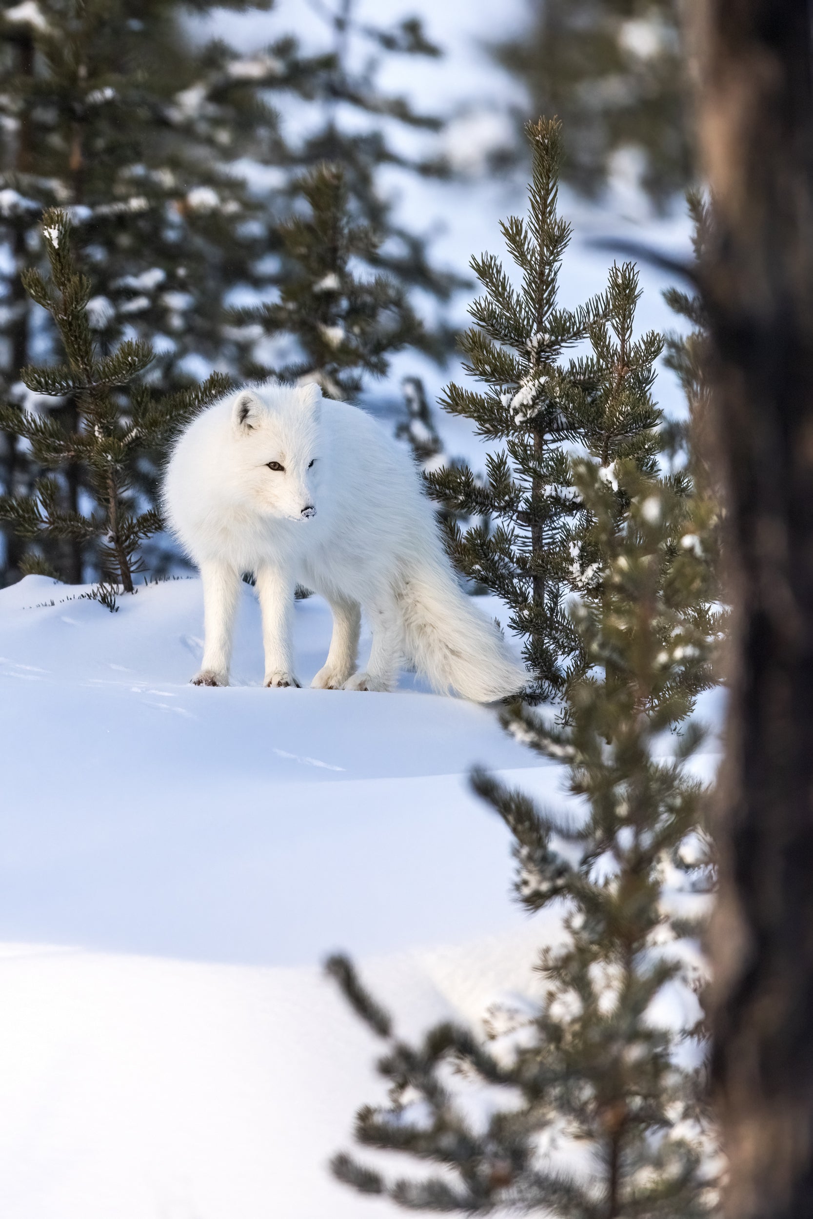 Arctic Fox 058