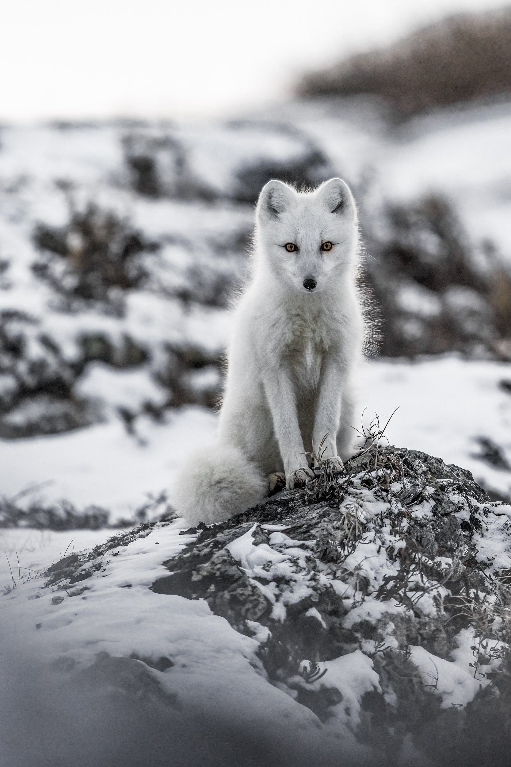 Arctic Fox 006