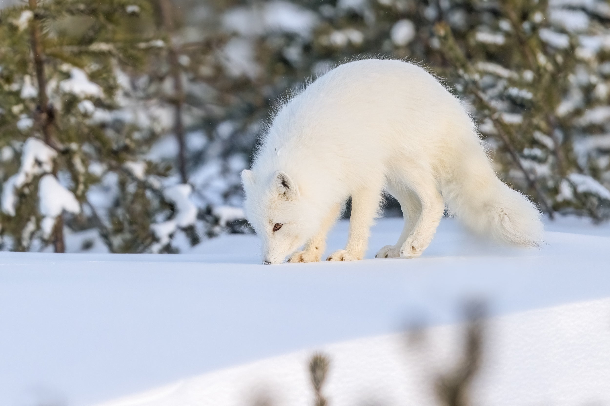 Arctic Fox 060