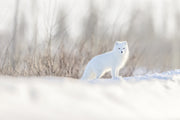 Arctic Fox 061