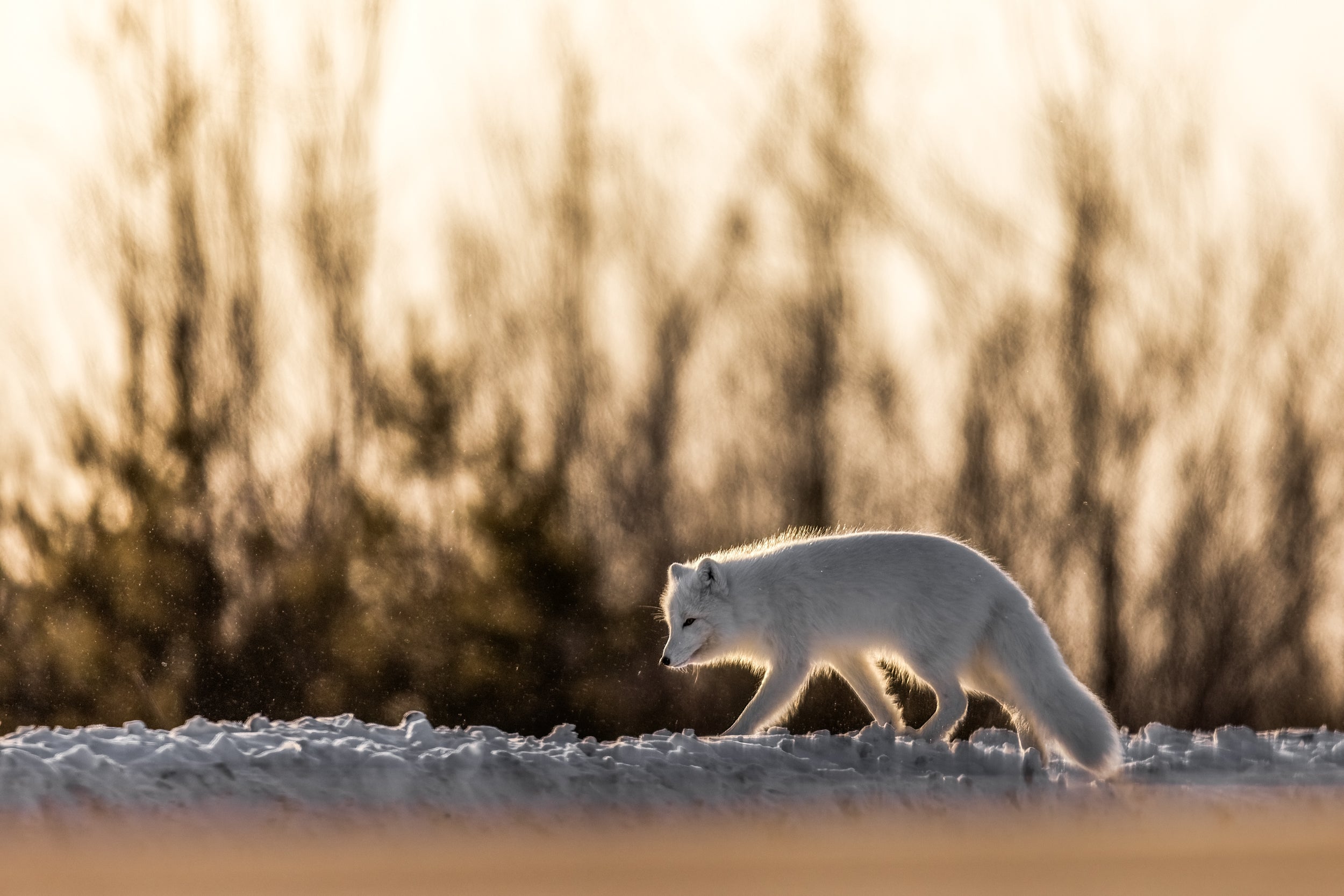 Arctic Fox 062