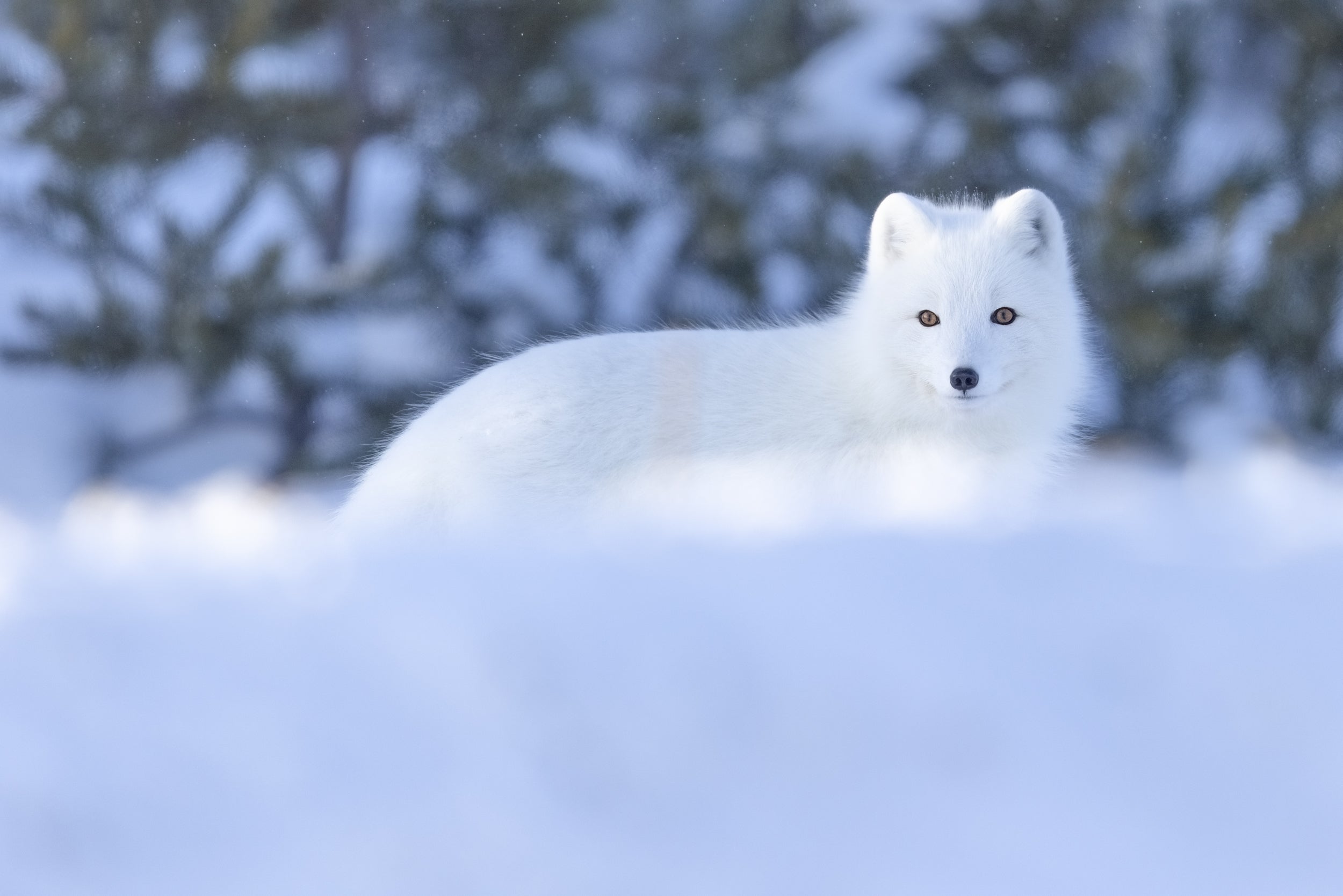 Arctic Fox 063