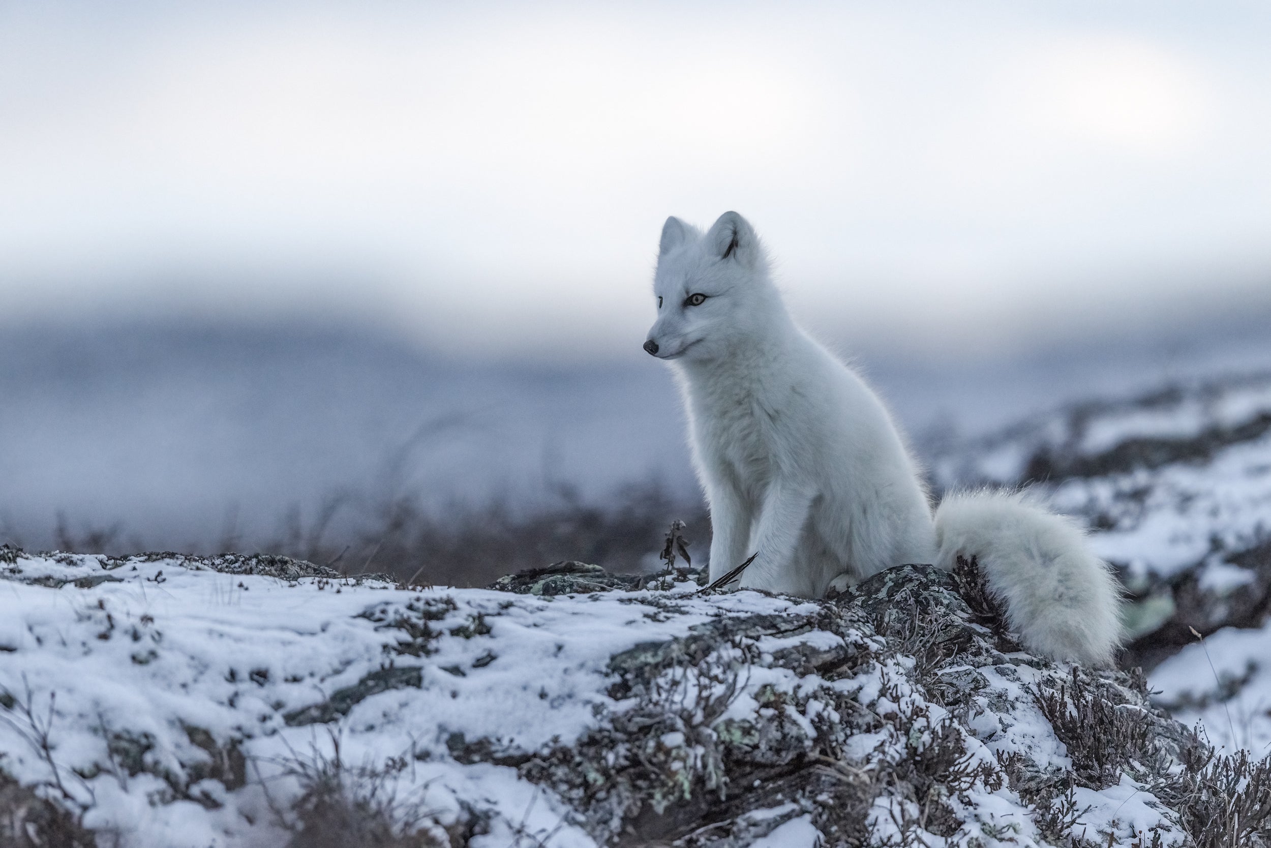 Arctic Fox 007