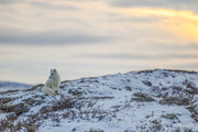 Arctic Fox 009