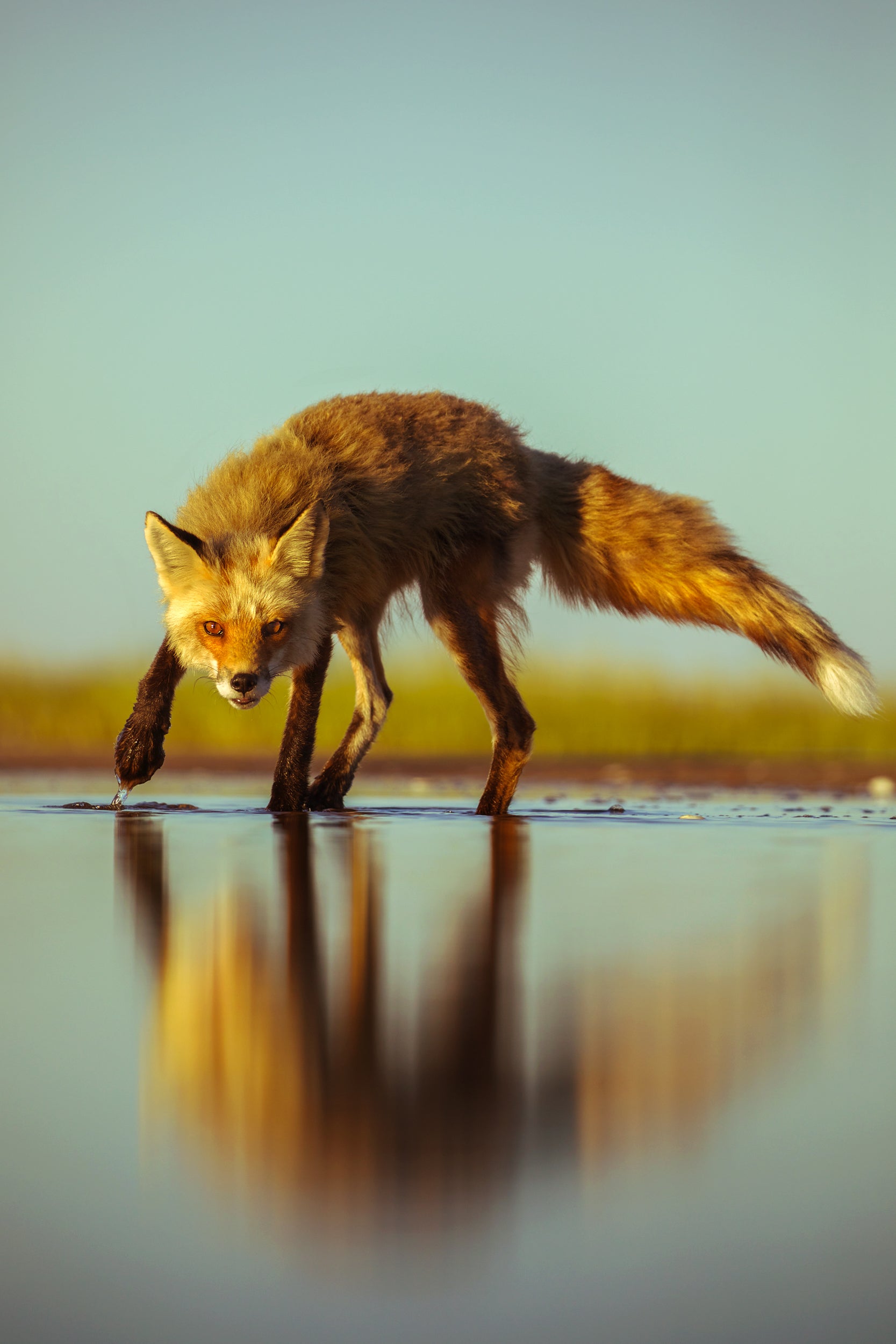 Red Fox - Summer 001
