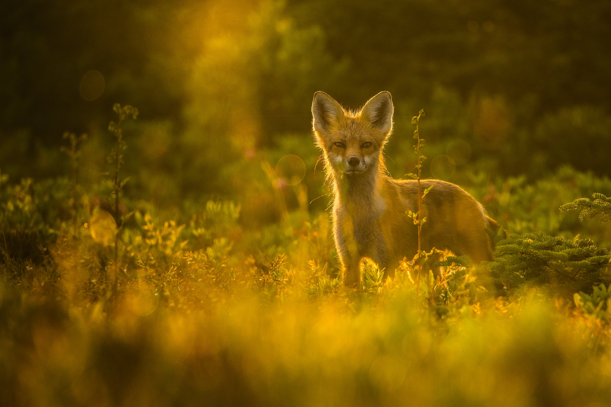 Red Fox - Summer 002
