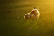 Red Fox - Summer 003