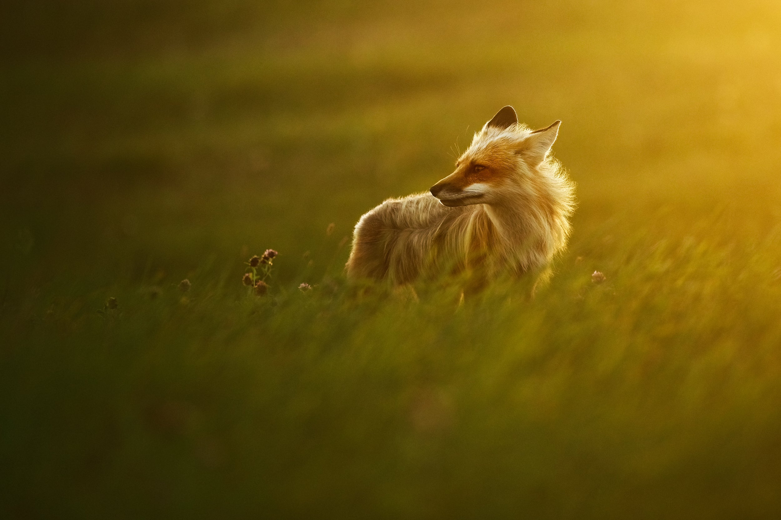 Red Fox - Summer 003