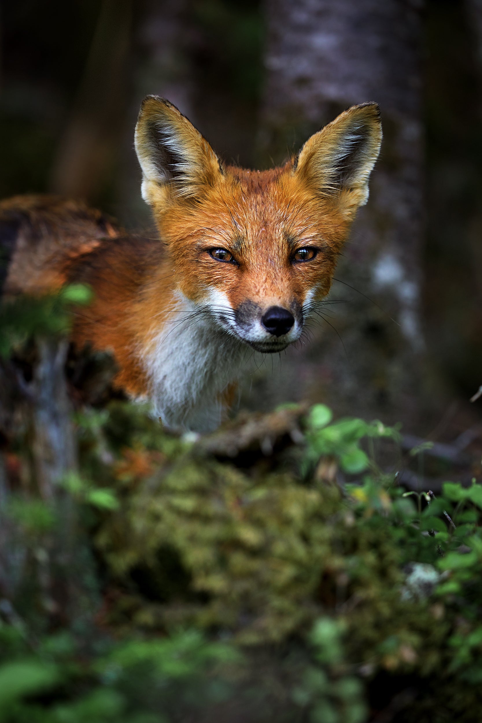 Red Fox - Summer 004