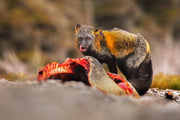 Red Fox - Summer 005