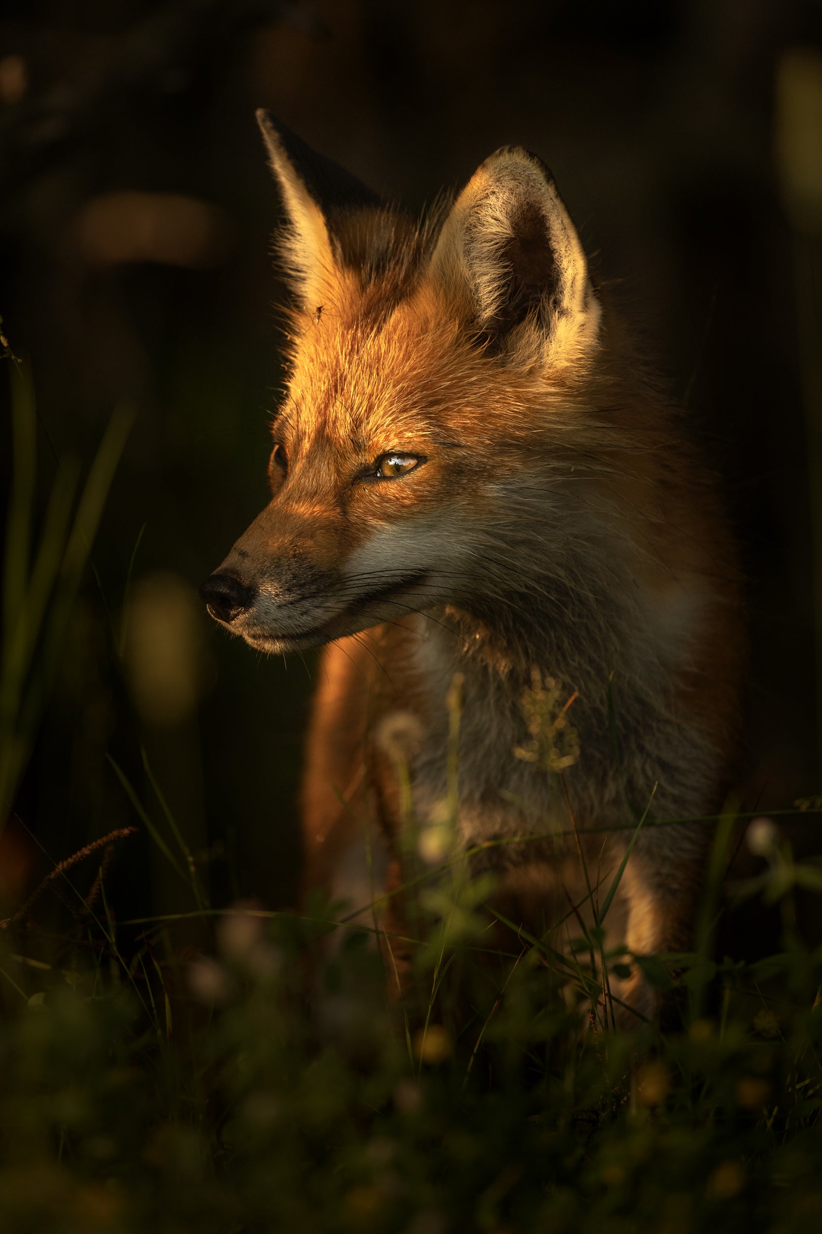 Red Fox - Summer 007