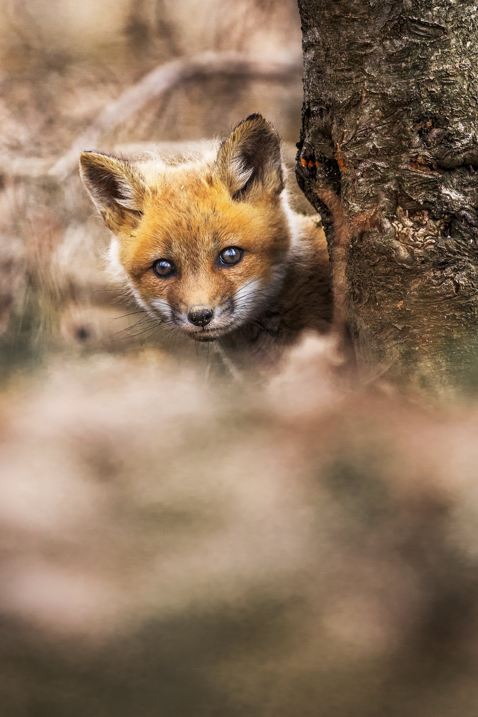 Red Fox - Summer 012