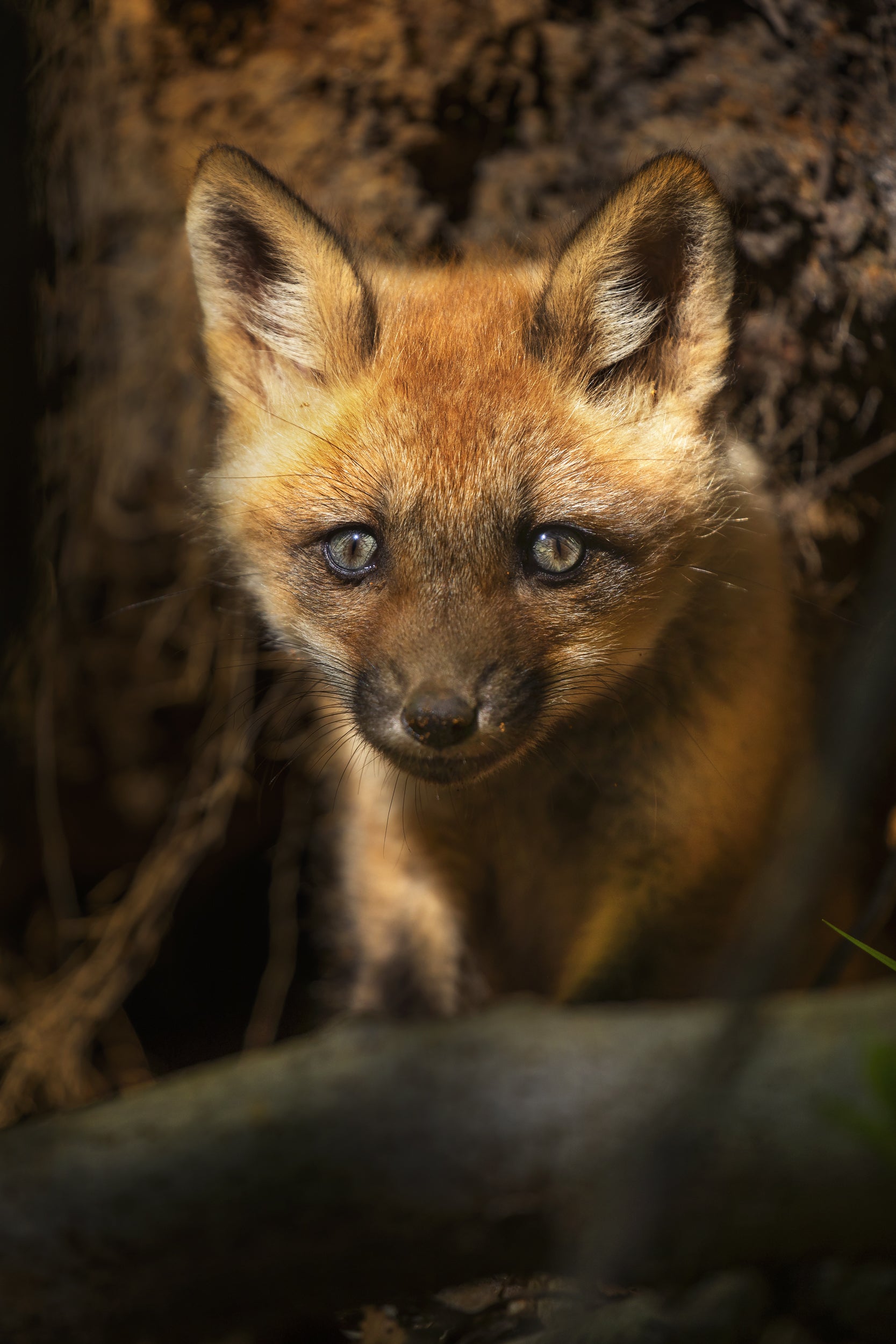 Red Fox - Summer 014