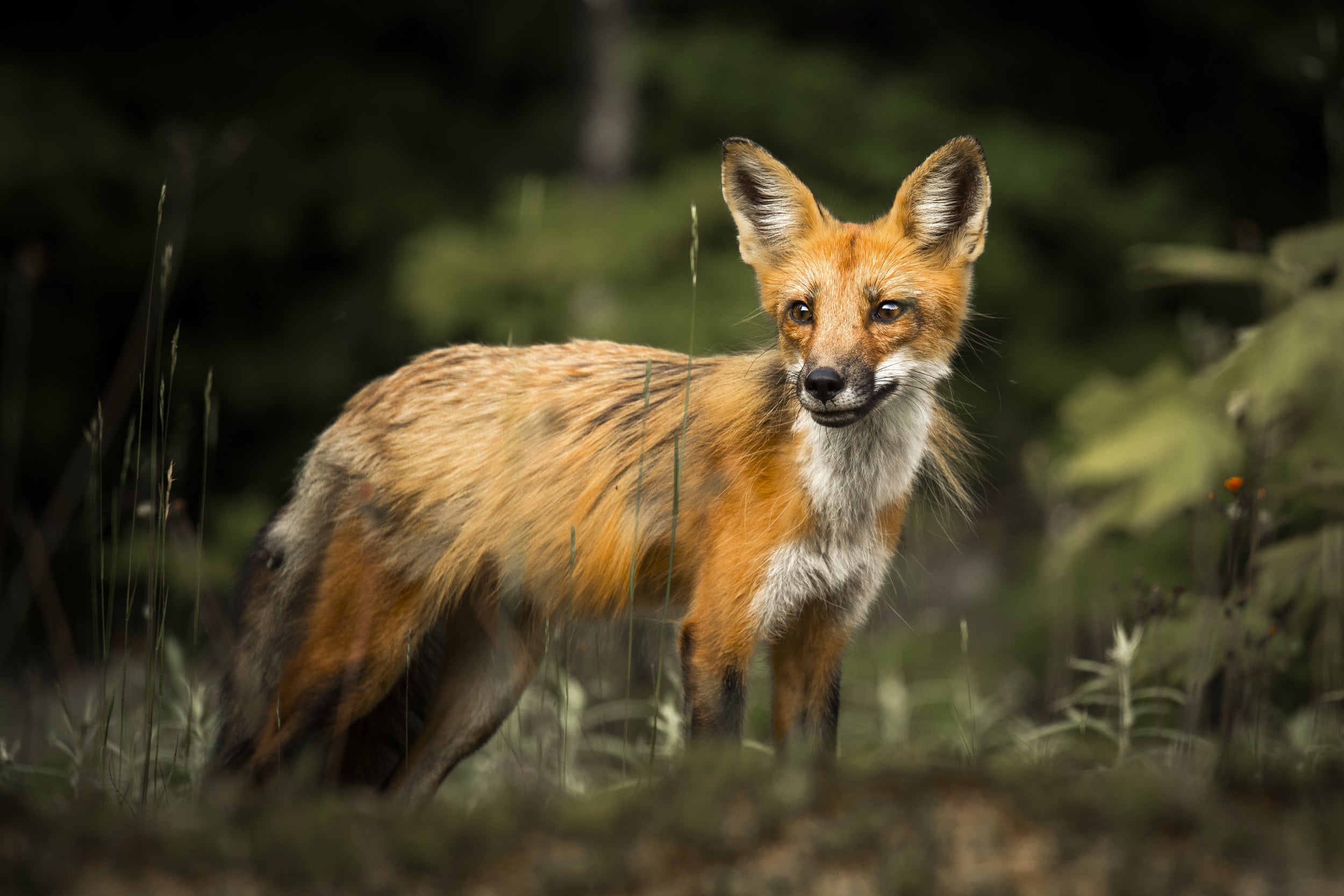 Red Fox - Summer 016