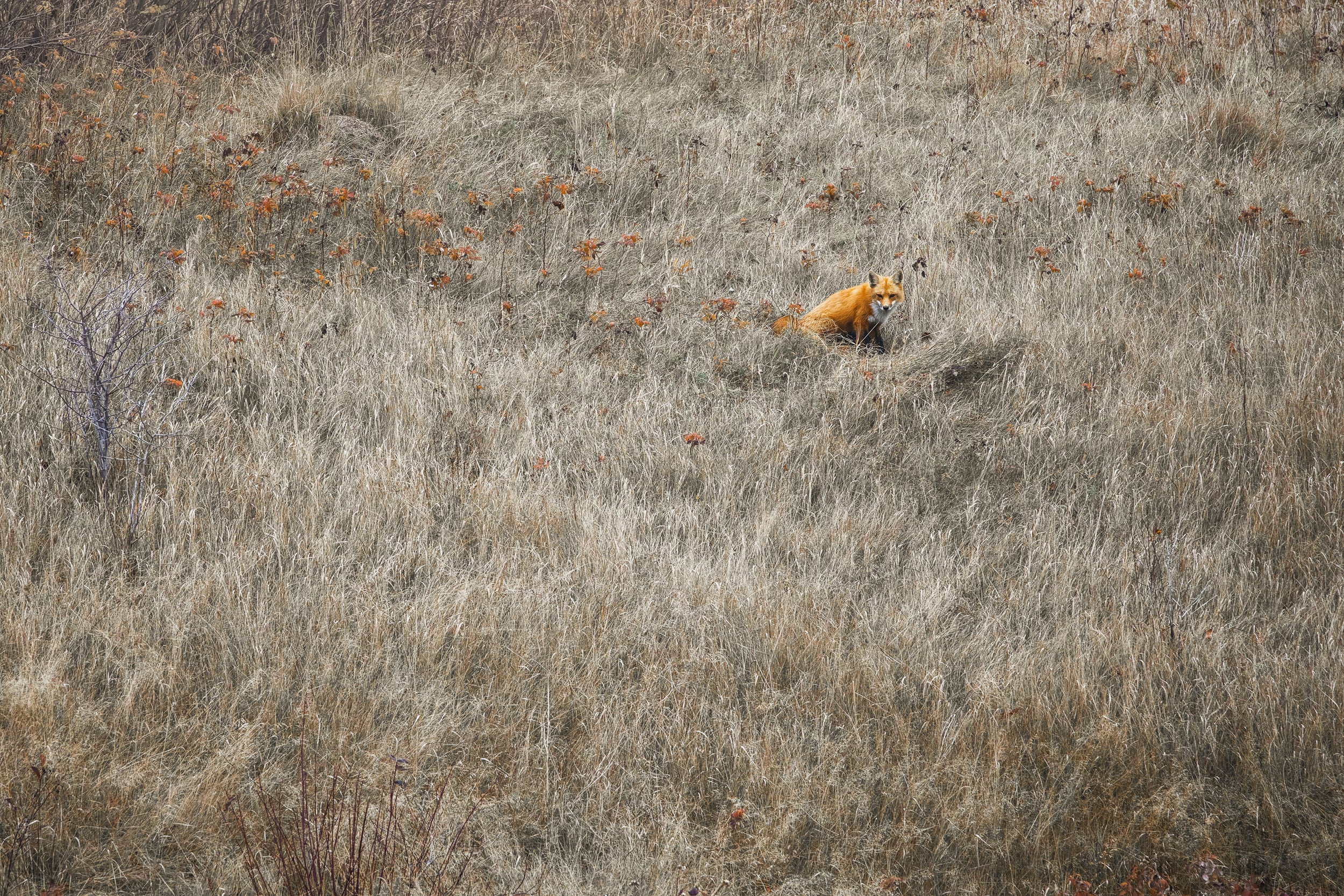Red Fox - Summer 018