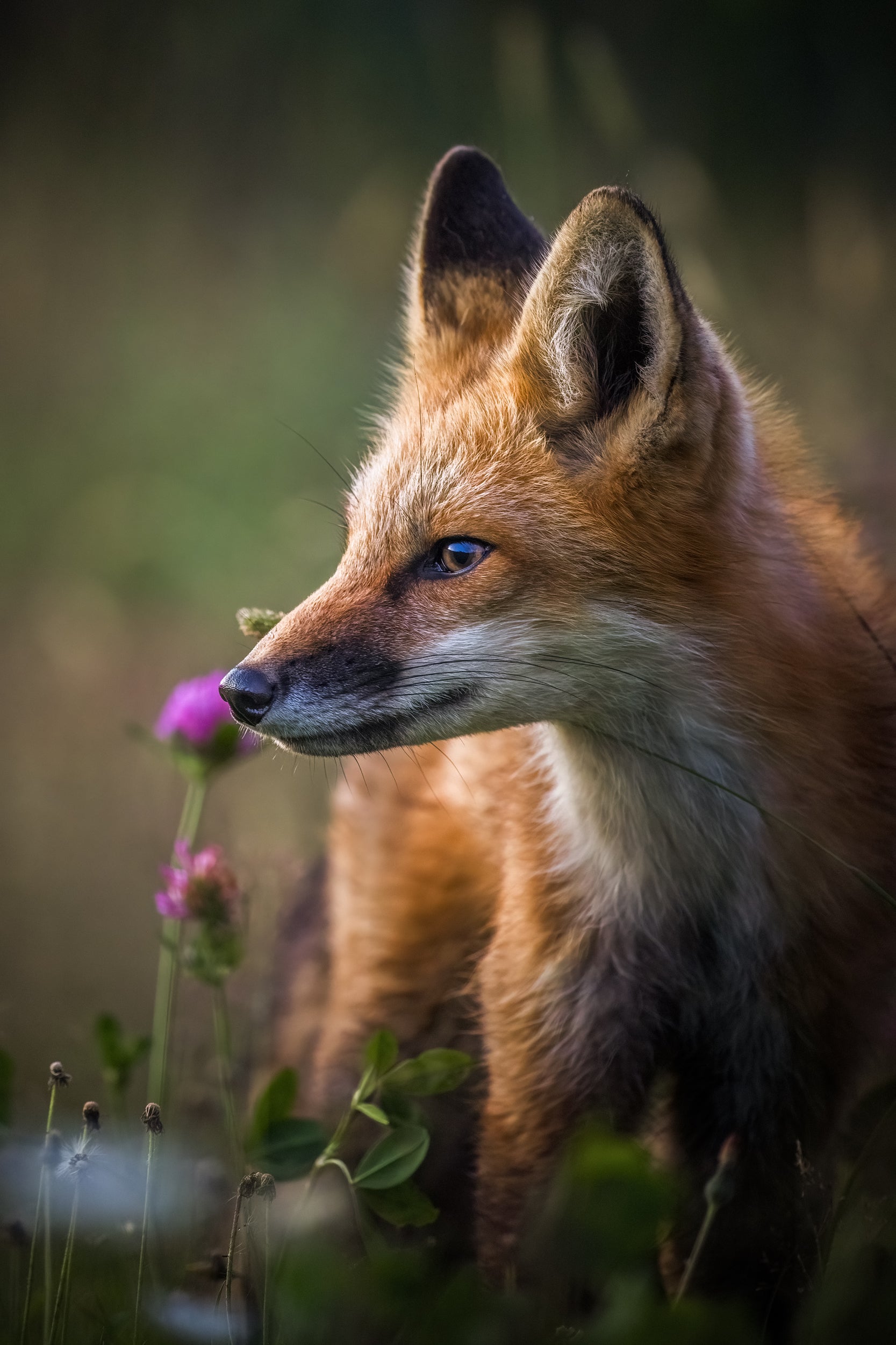 Red Fox - Summer 021