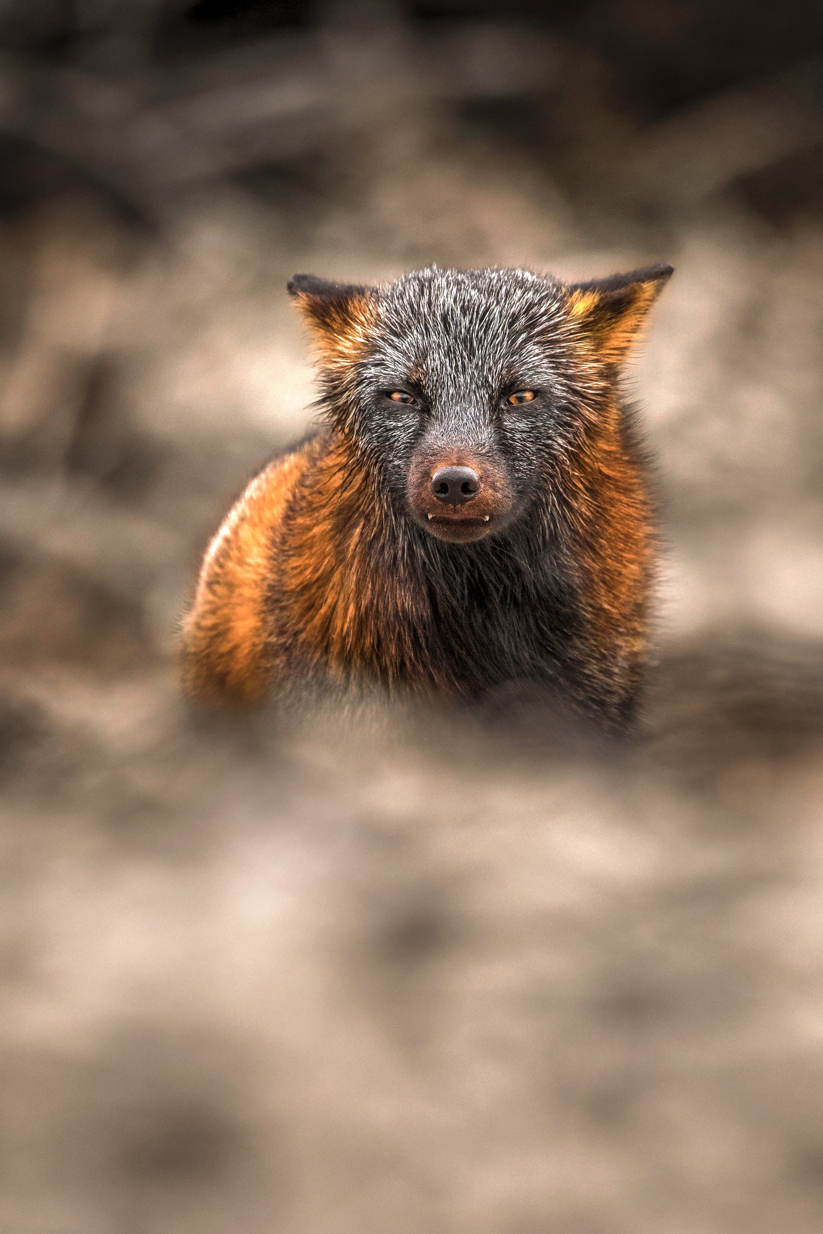 Red Fox - Summer 025