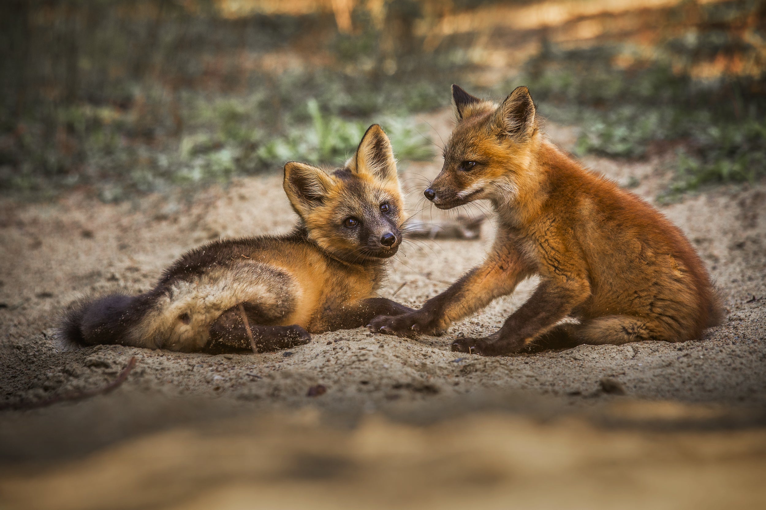 Red Fox - Summer 028