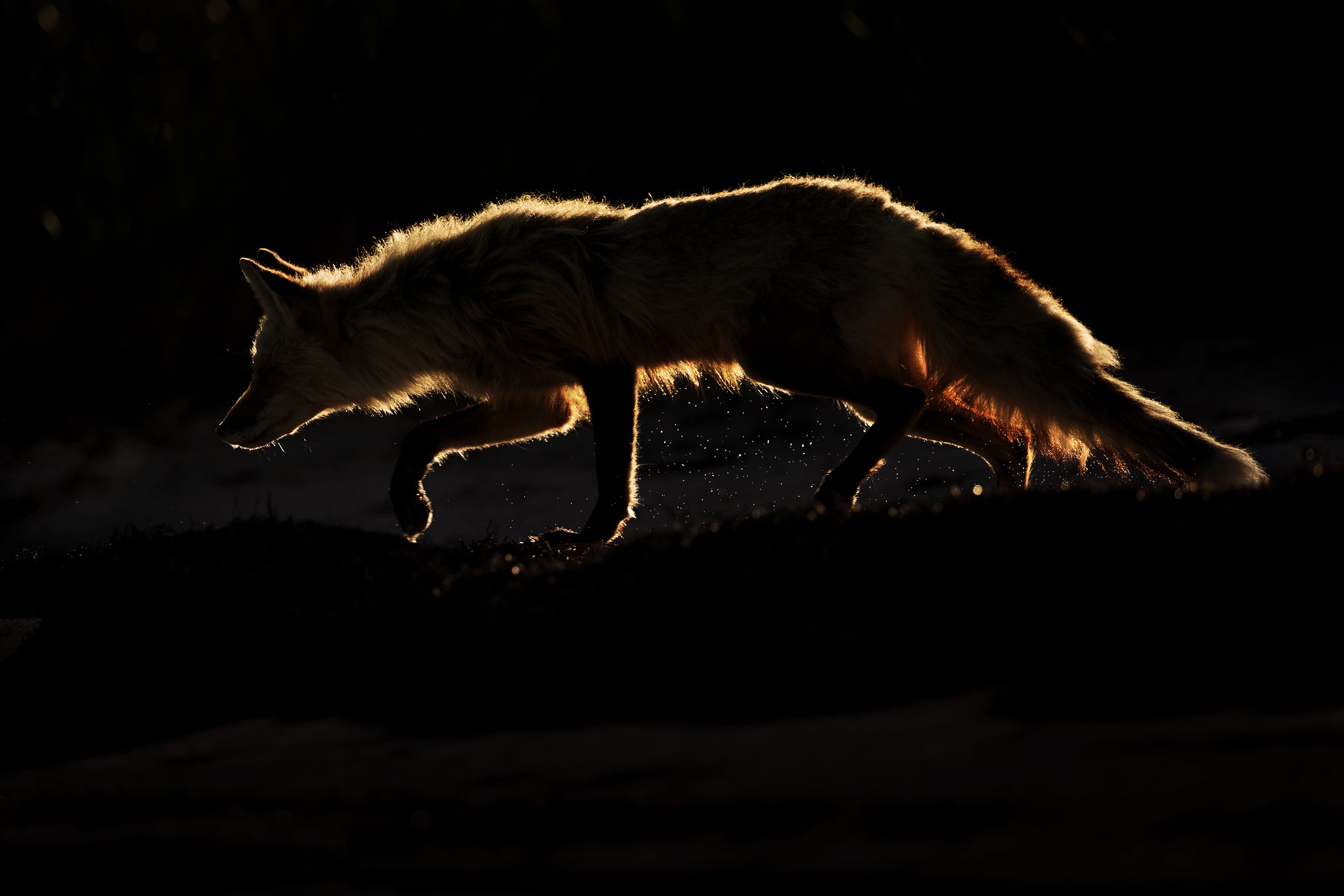 Red Fox - Summer 034