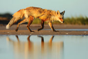 Red Fox - Summer 035