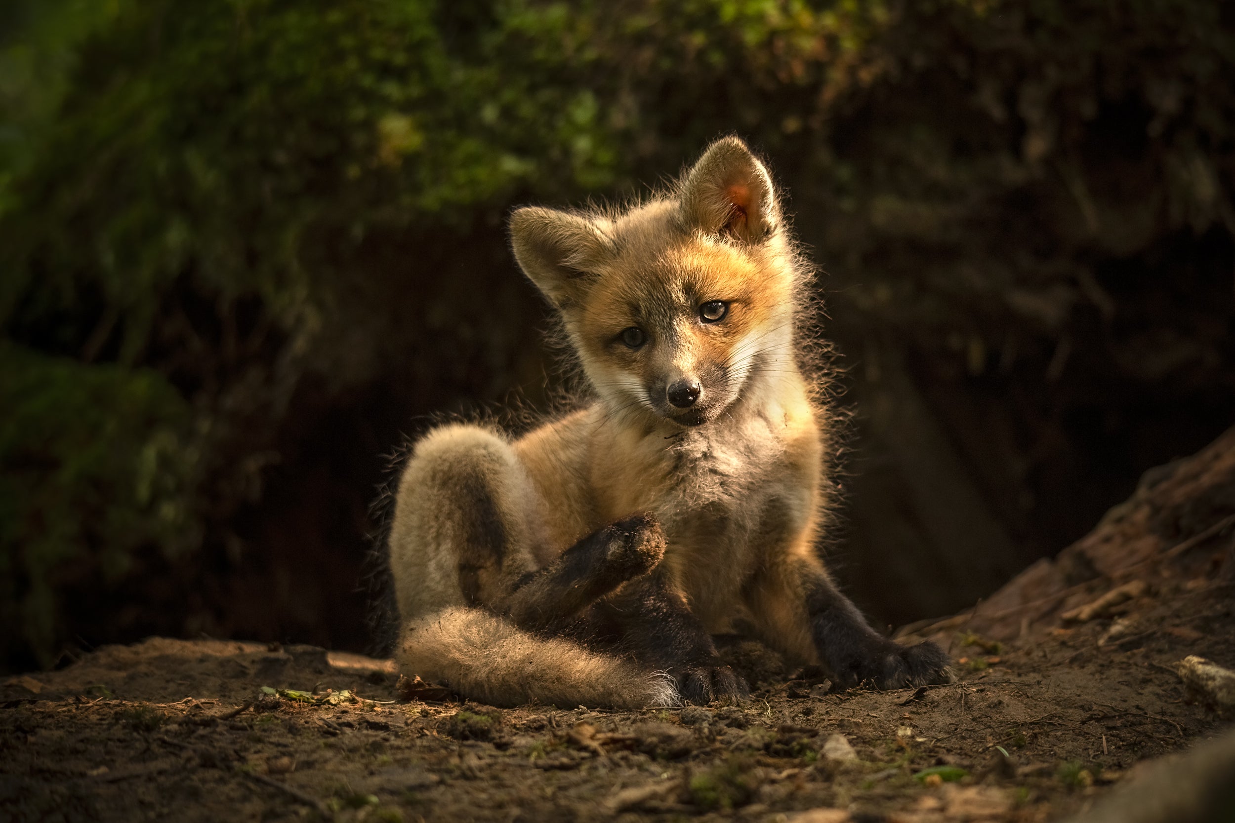 Red Fox - Summer 042