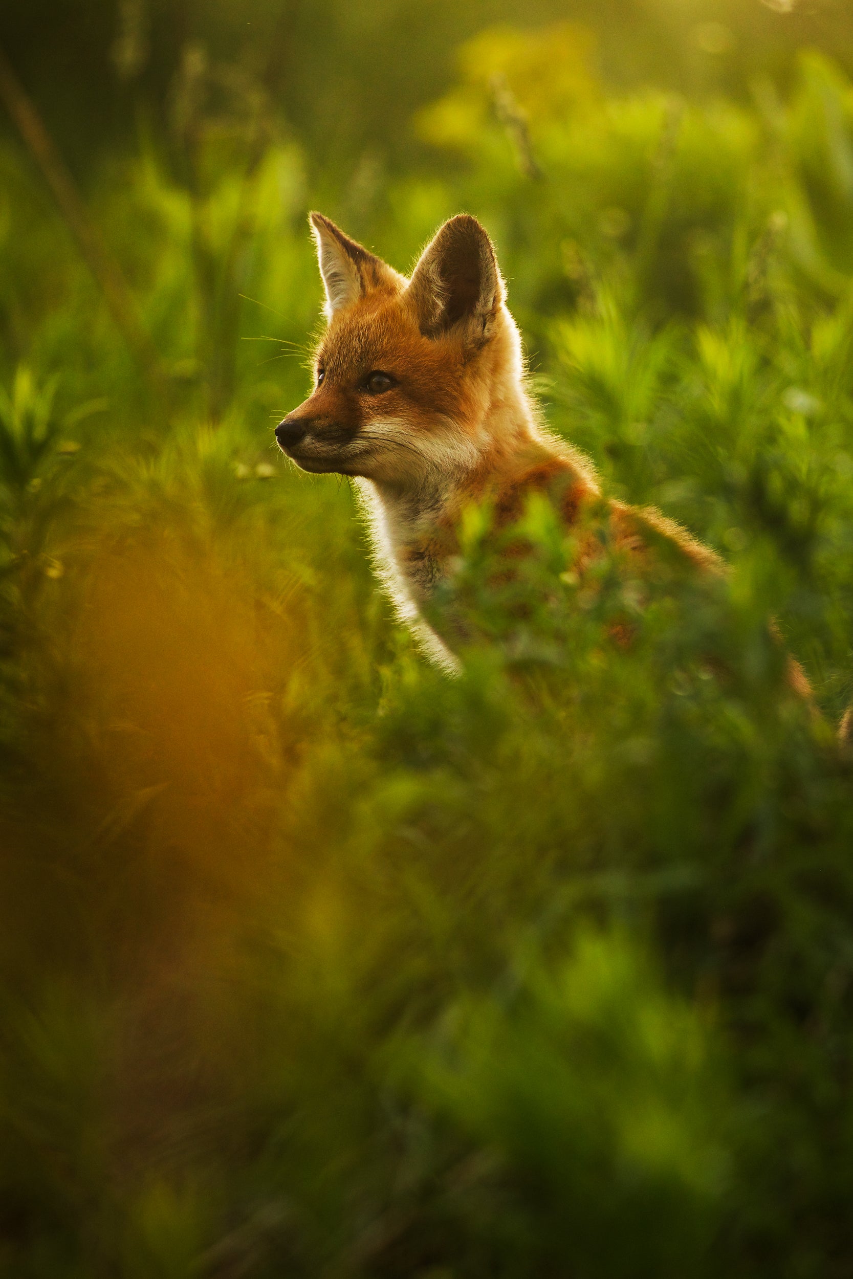 Red Fox - Summer 043
