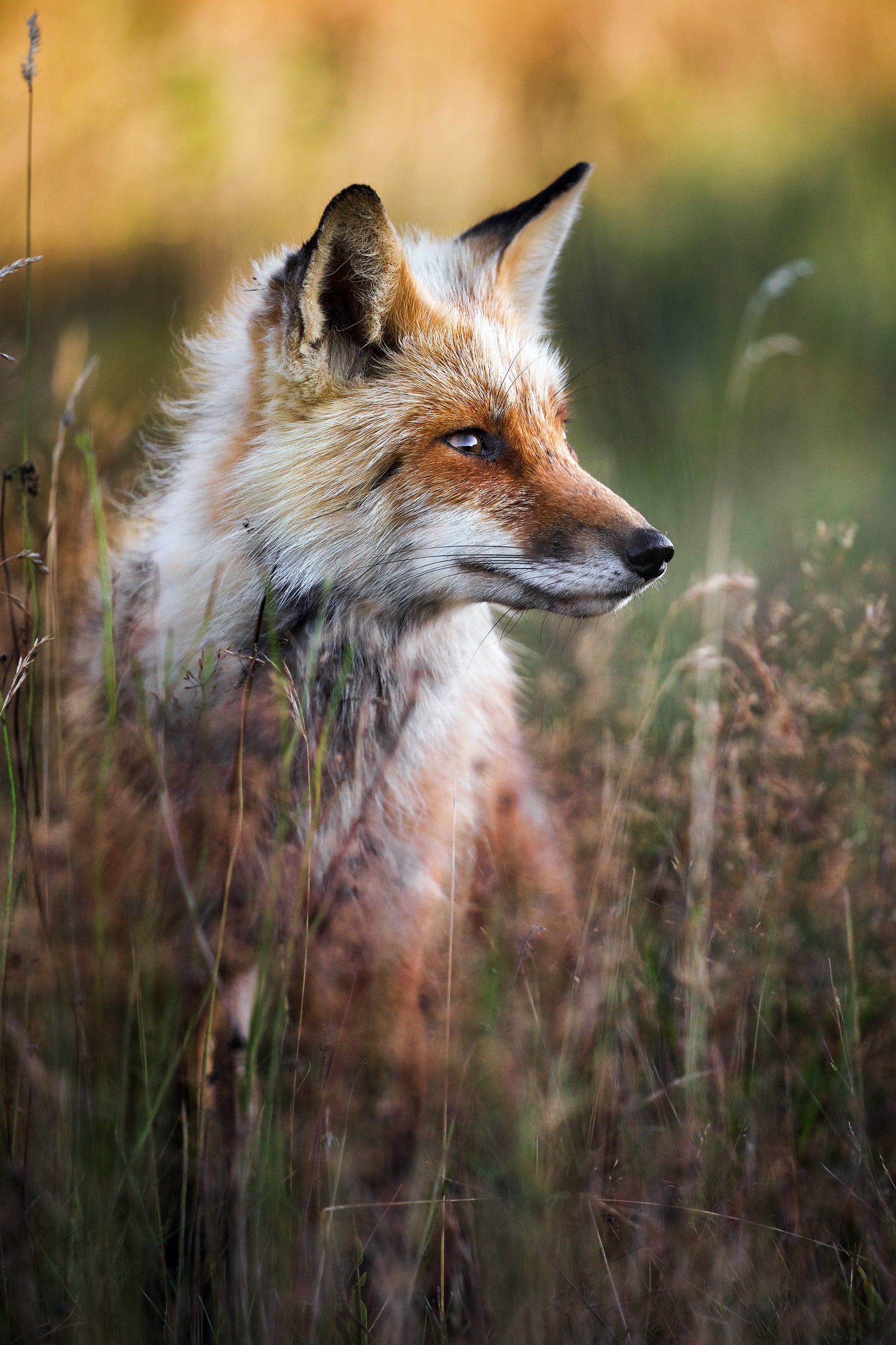 Red Fox - Summer 044