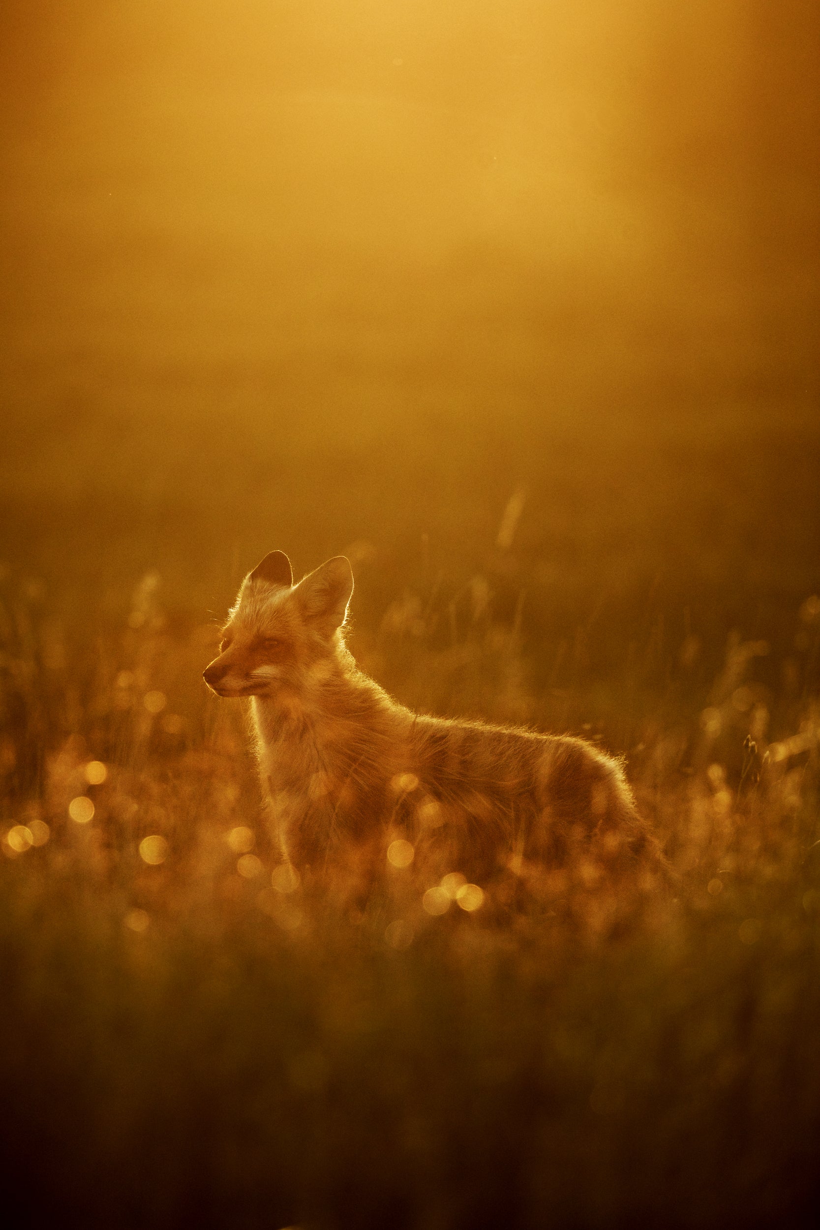 Red Fox - Summer 047